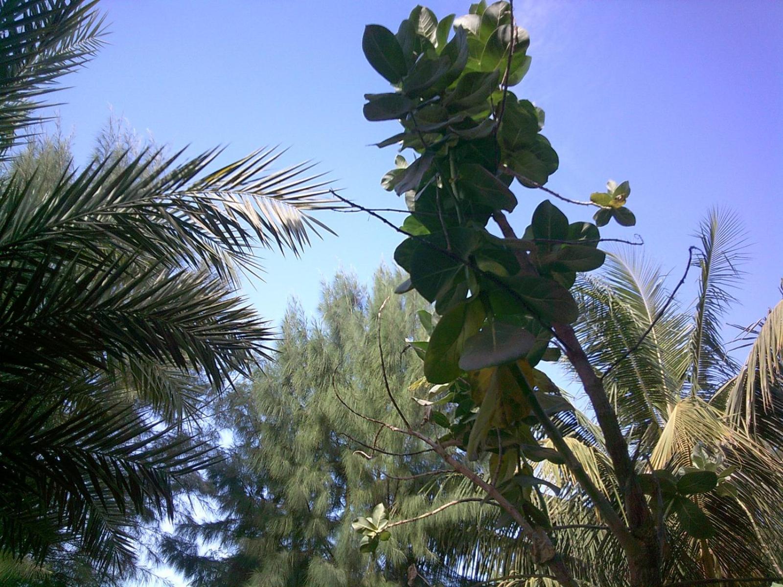 MANGROVE BEACH