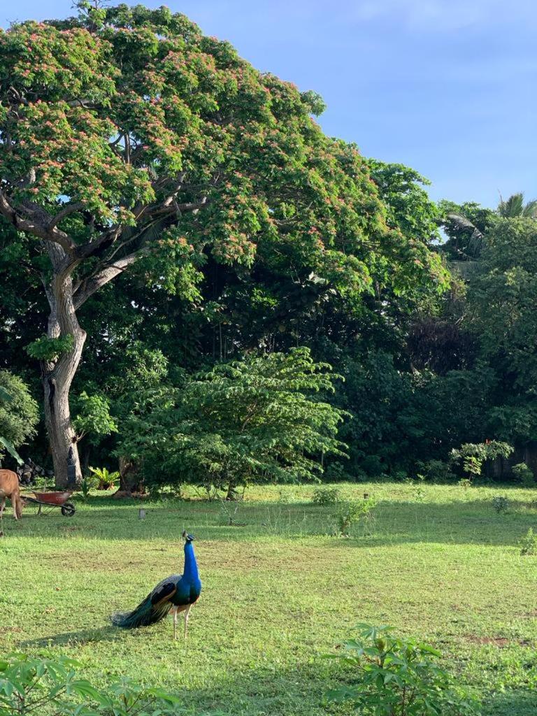 Peacock Garden by Nature Hideout Mirissa view 3