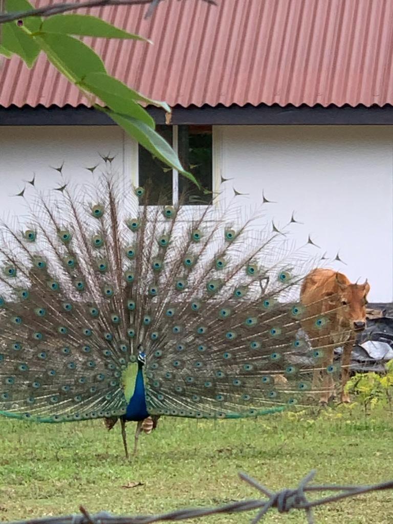Peacock Garden by Nature Hideout Mirissa view 5