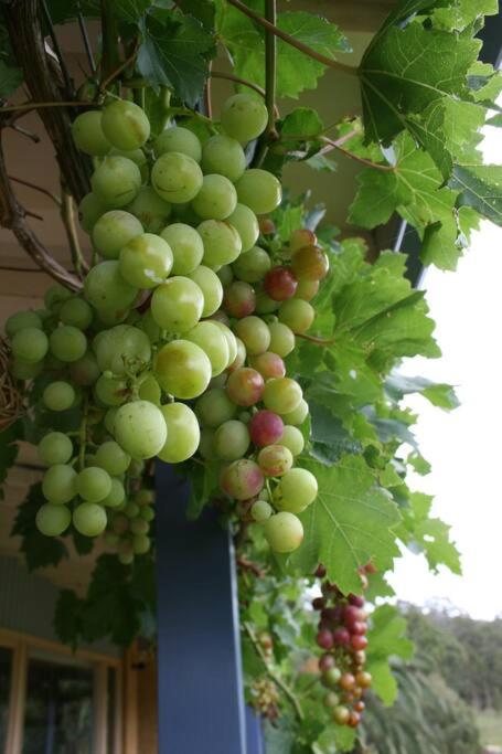 Milla's Vineyard Estate