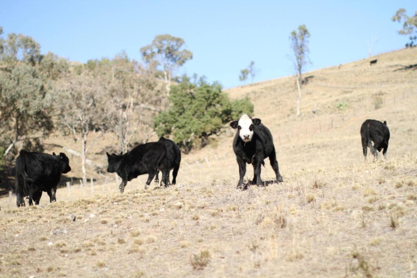 Canguri Boutique - A Memorable Farmstay near Mudgee