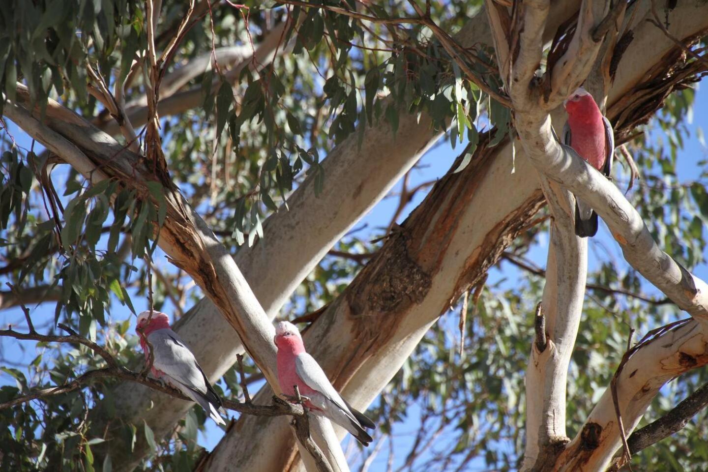 Canguri Boutique - A Memorable Farmstay near Mudgee