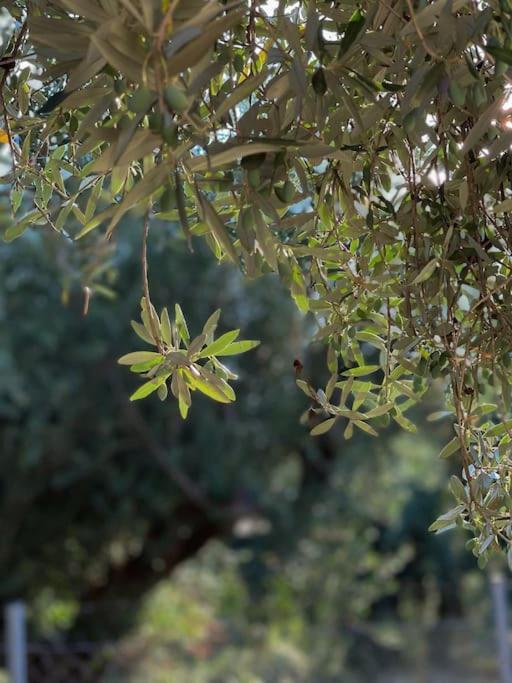 Olive Grove Getaway