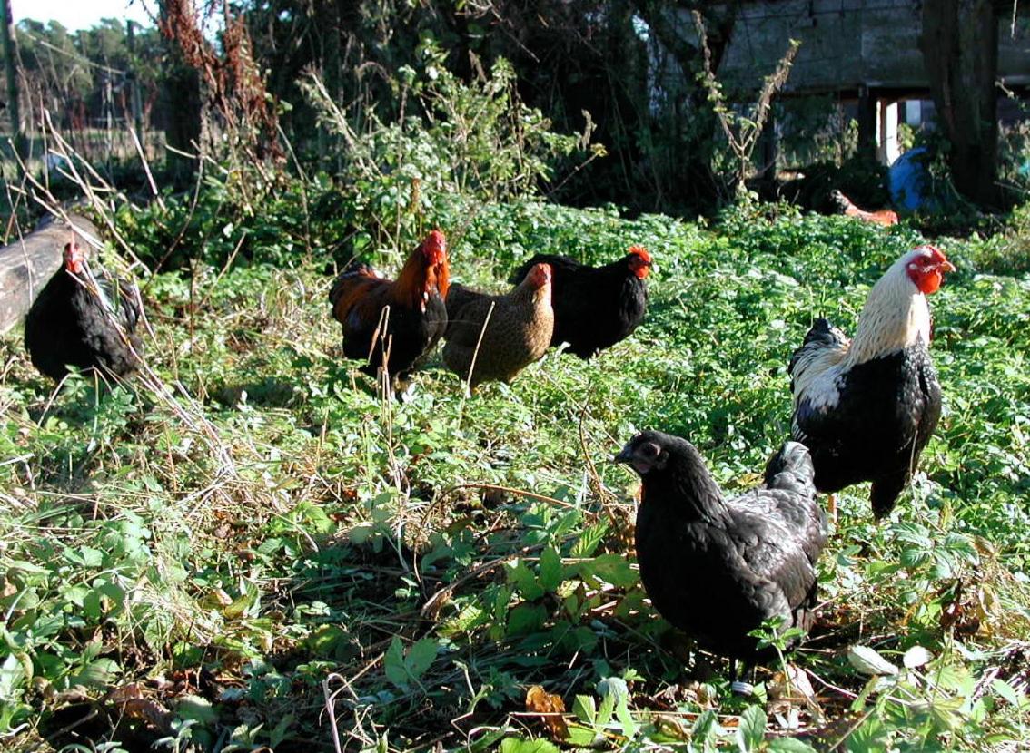 Gangvidefarm