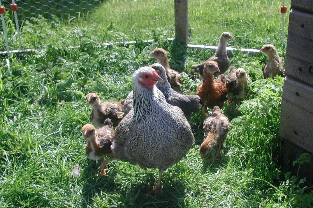 Gangvidefarm