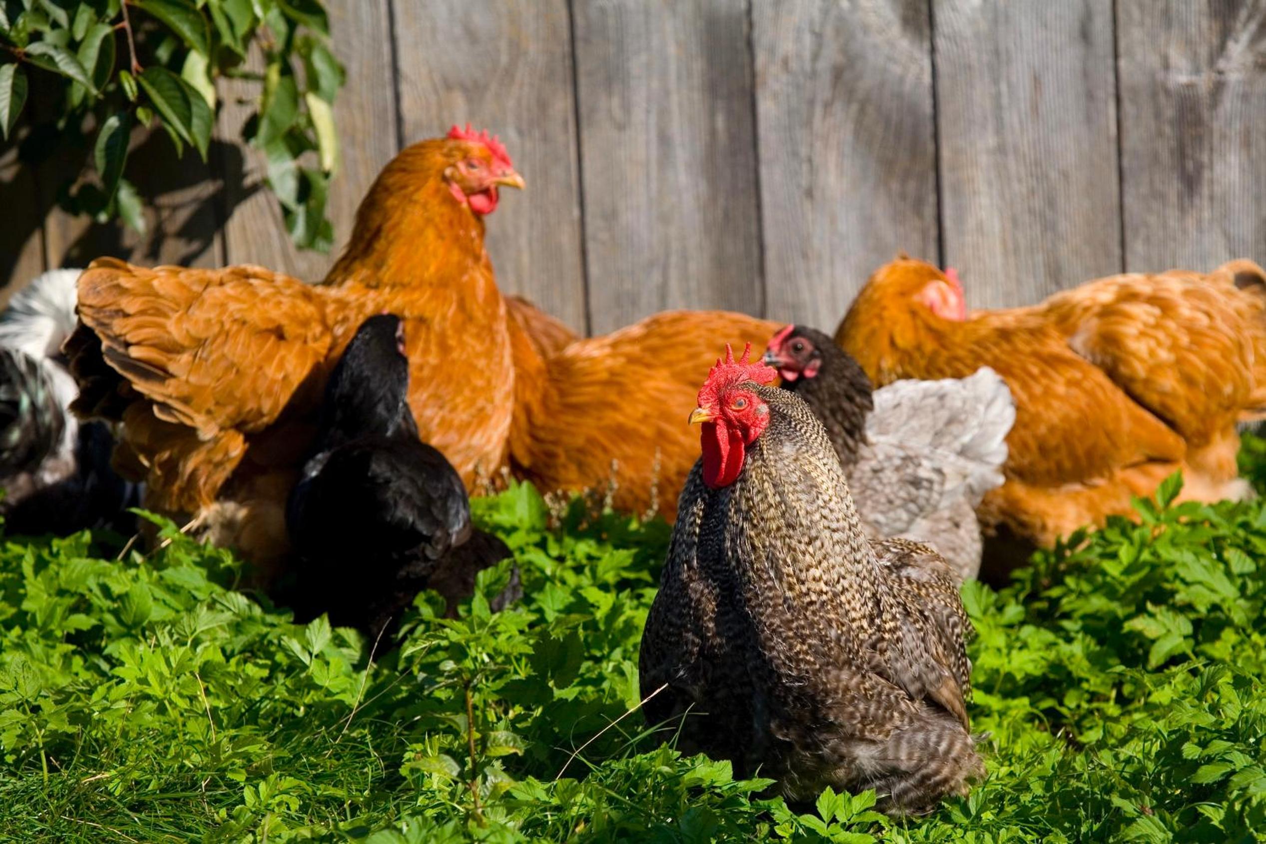 Gangvidefarm