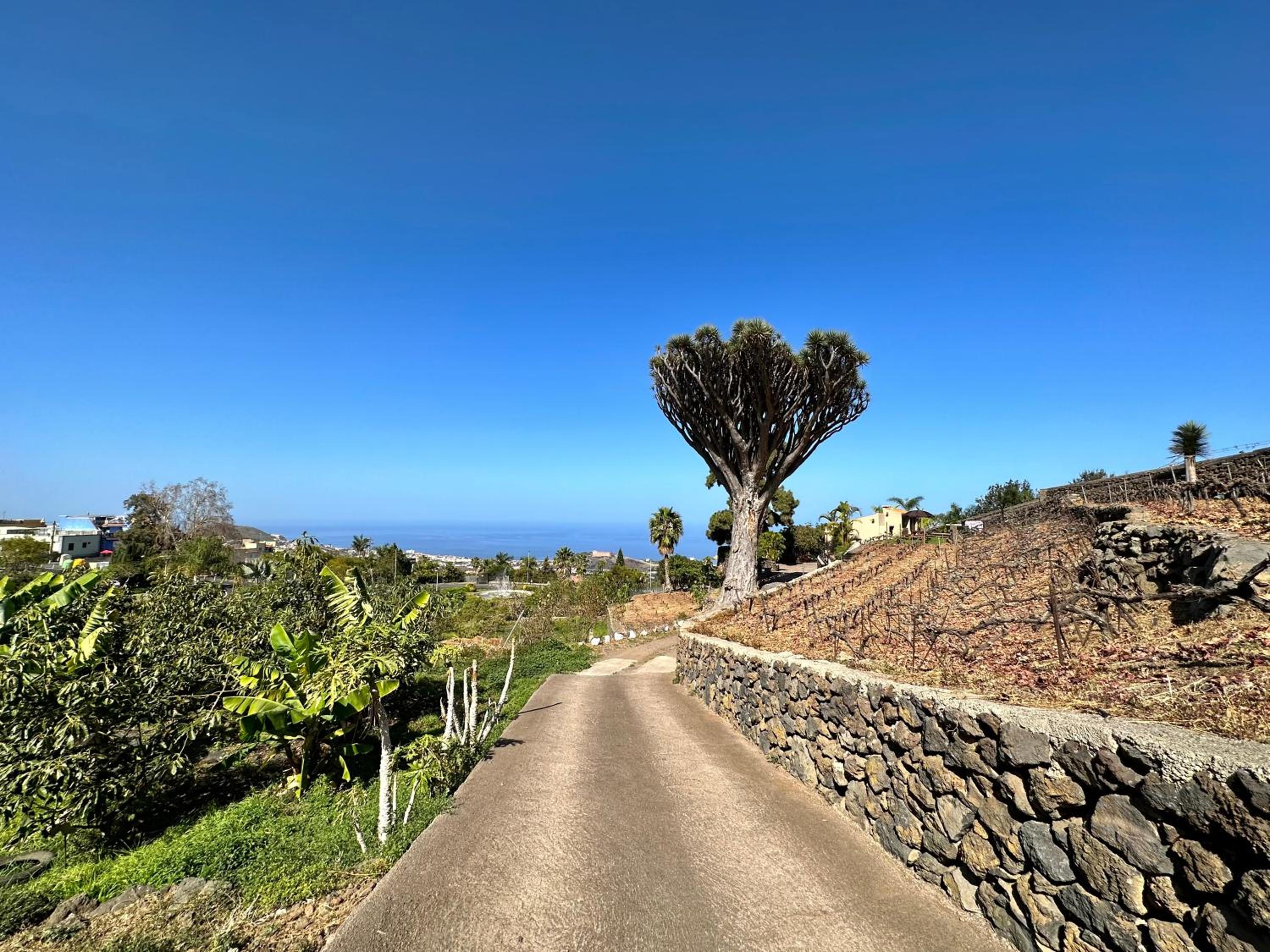 Finca Oscar Burchard
