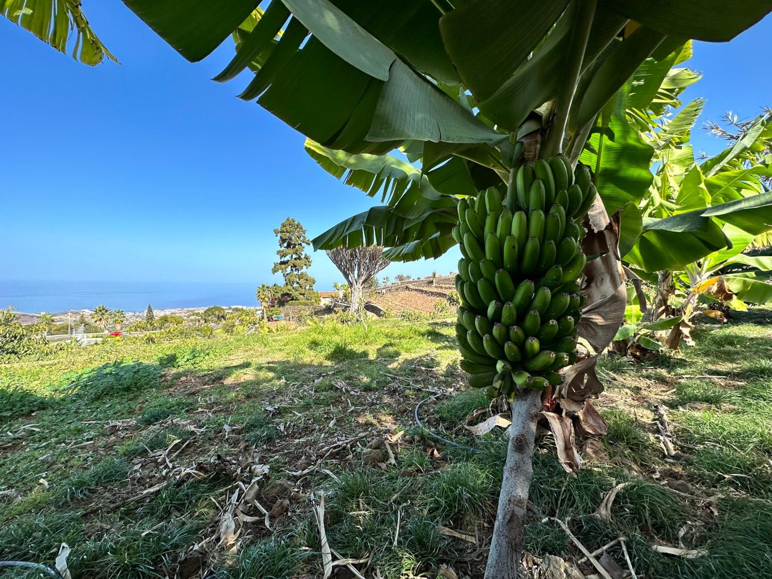 Finca Oscar Burchard