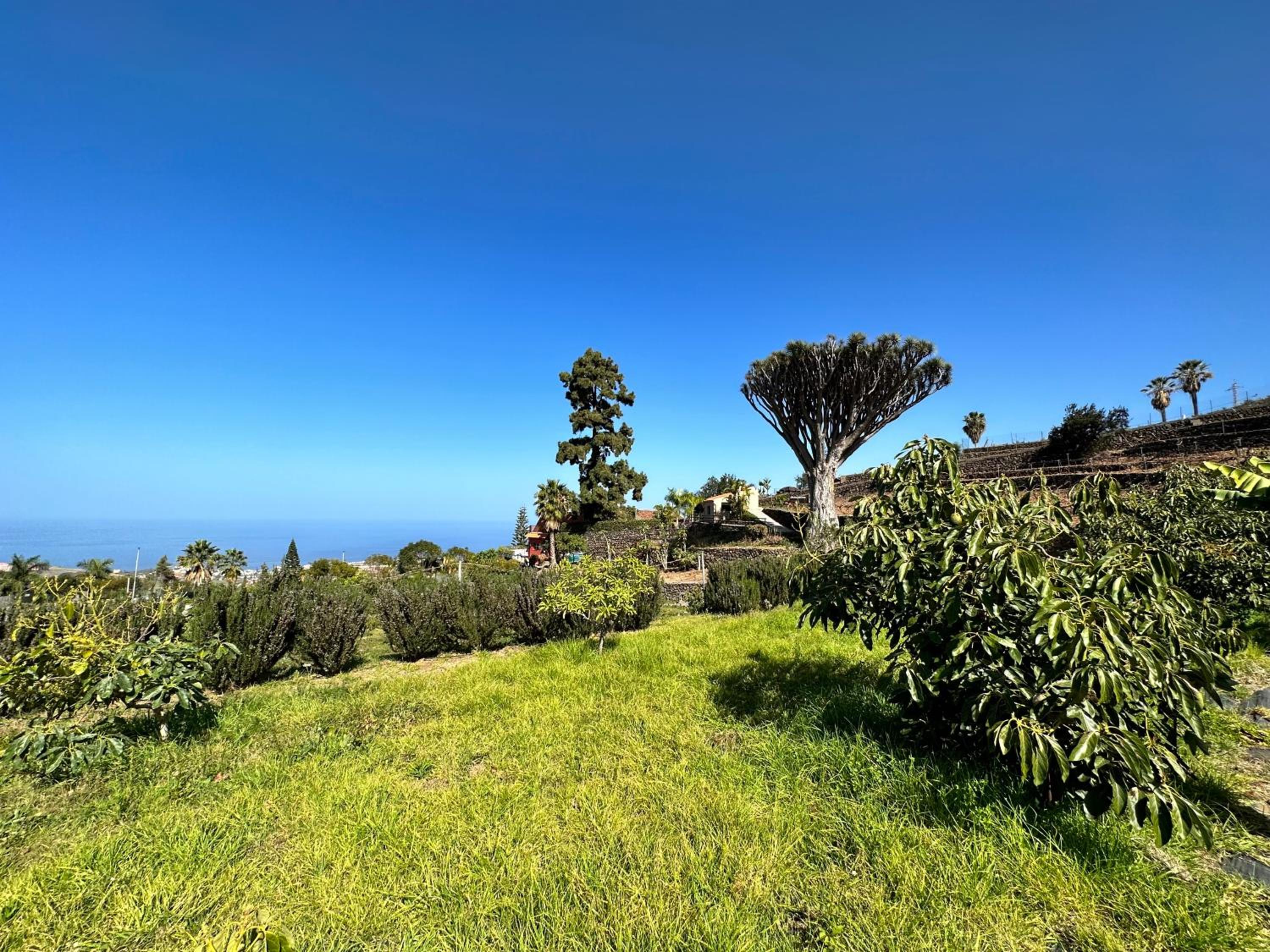 Finca Oscar Burchard