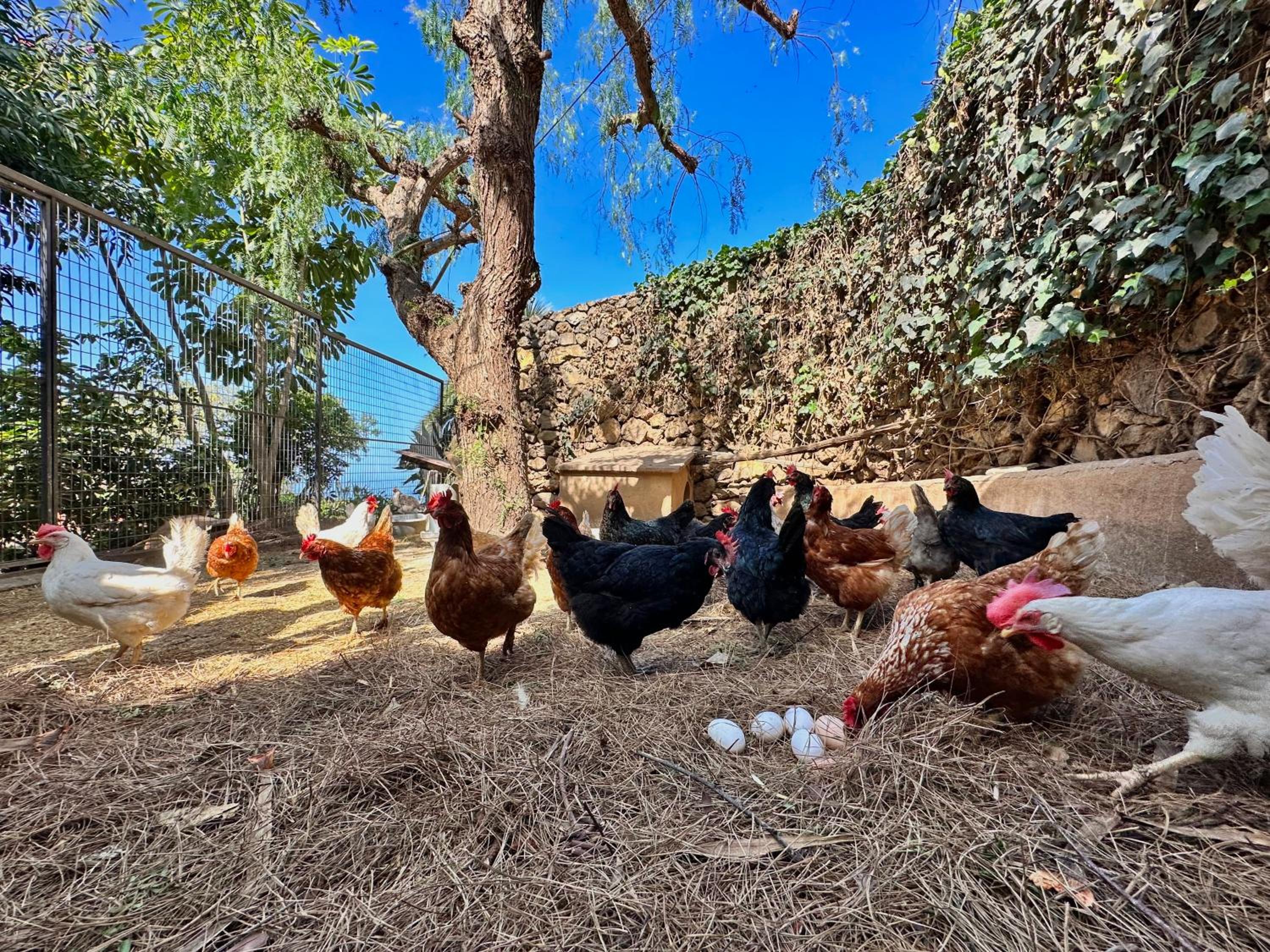Finca Oscar Burchard