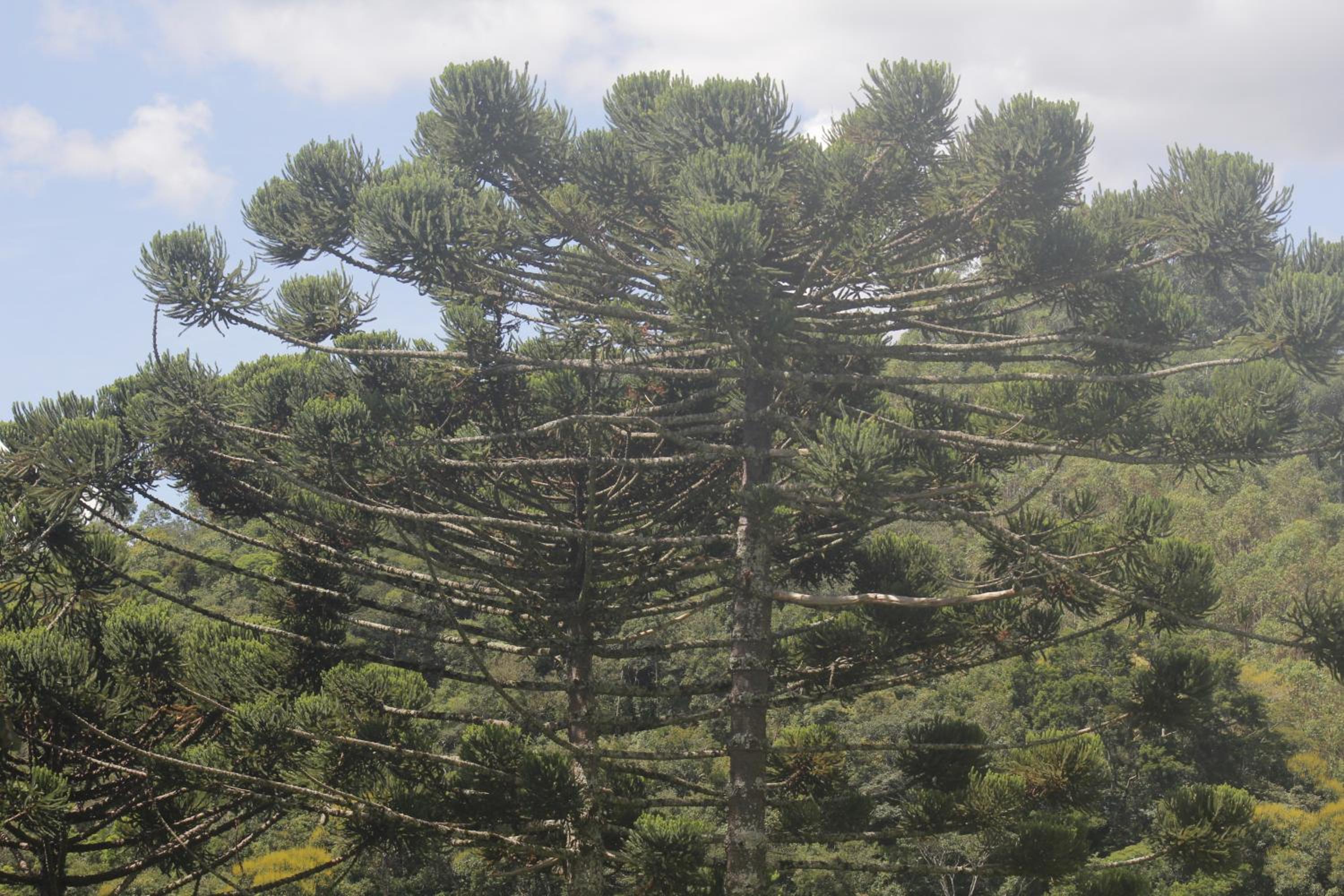Chalé Sementes de Fé terras altas Nogueira