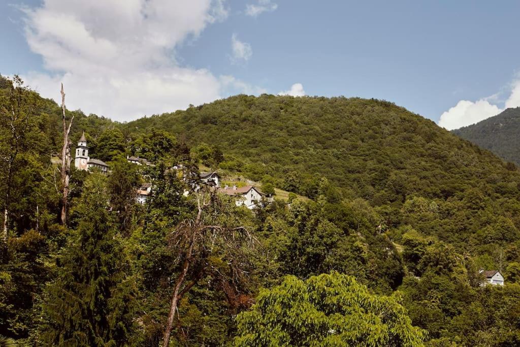 Wild Valley Palm Garden in Valle Onsernone
