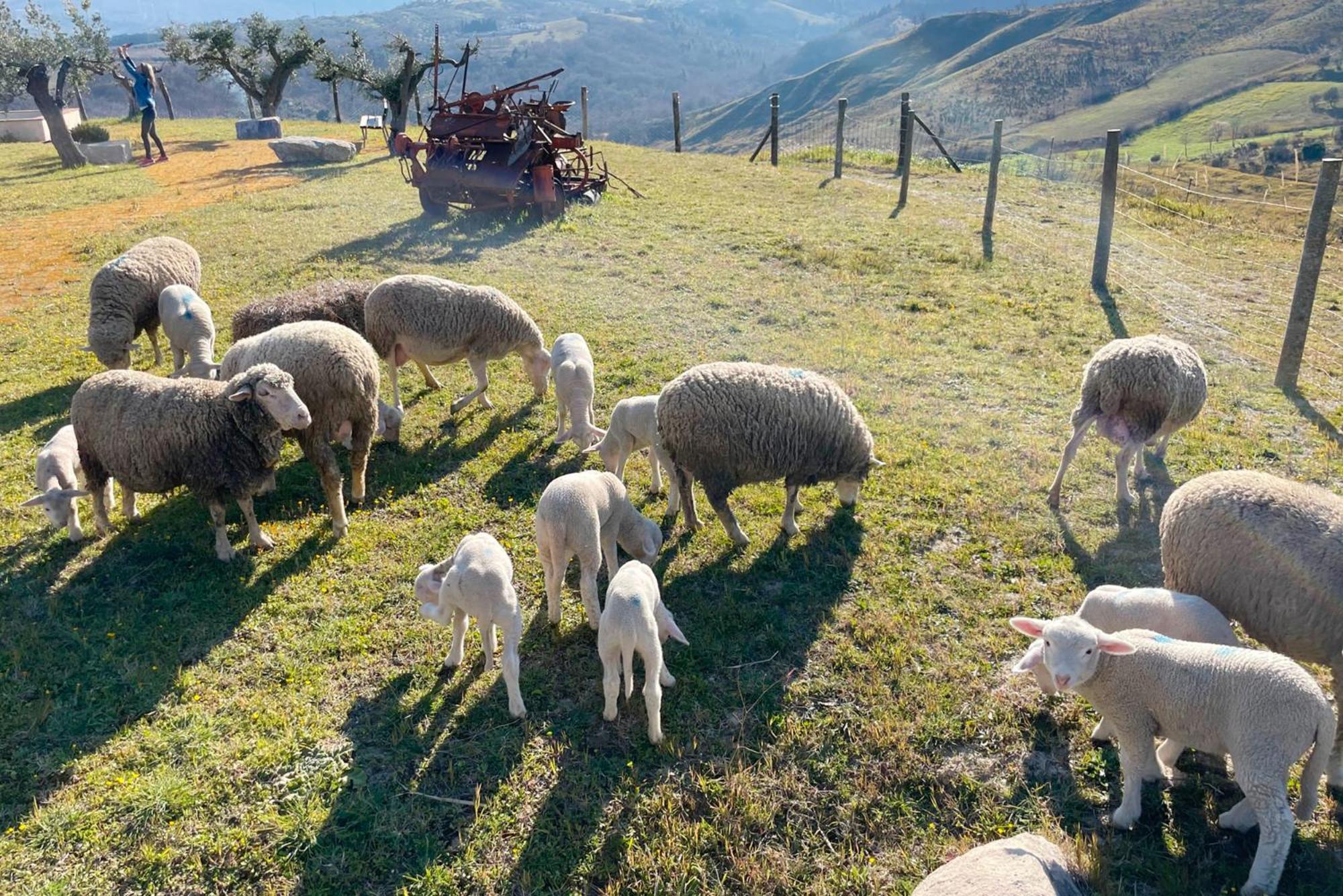 Azienda Agricola Pietra Pizzuta