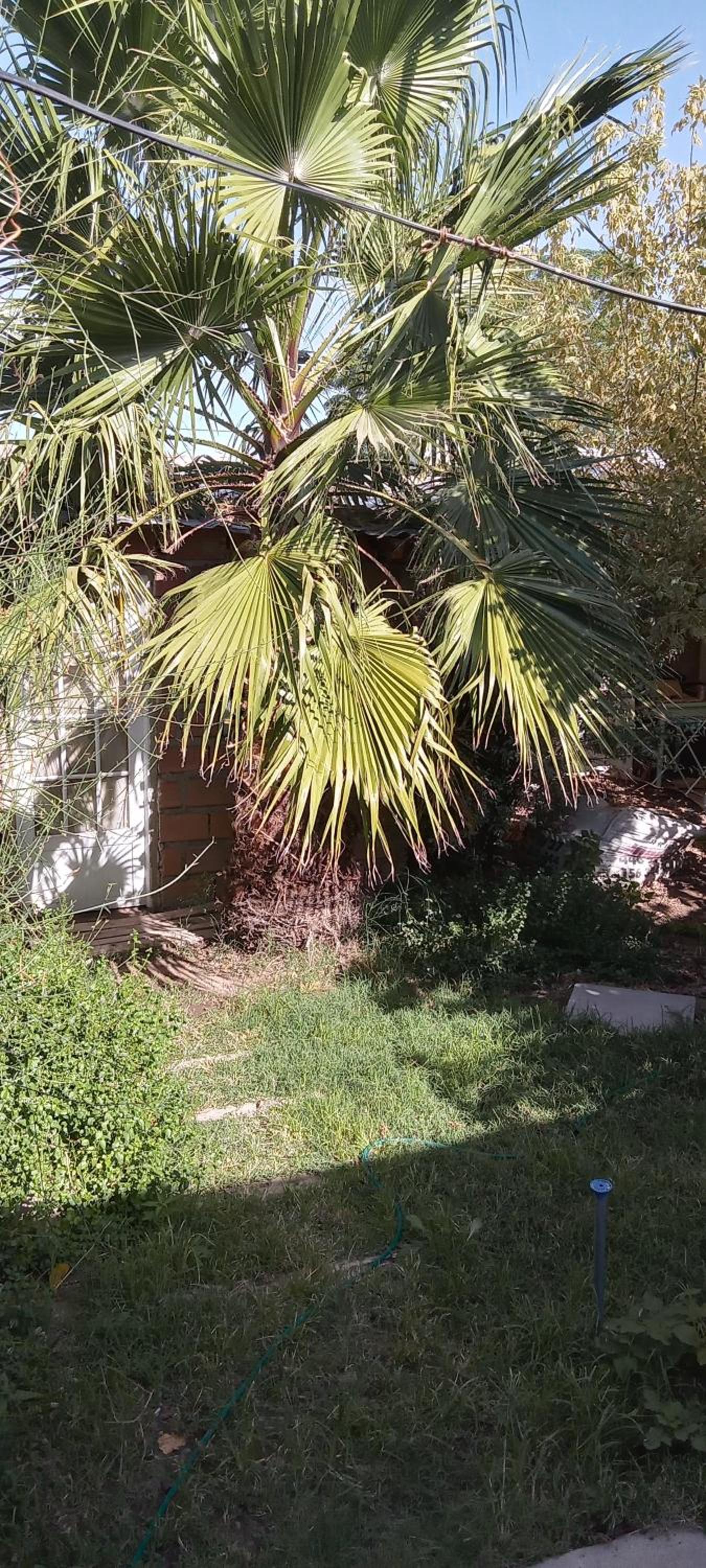 Las Margaritas