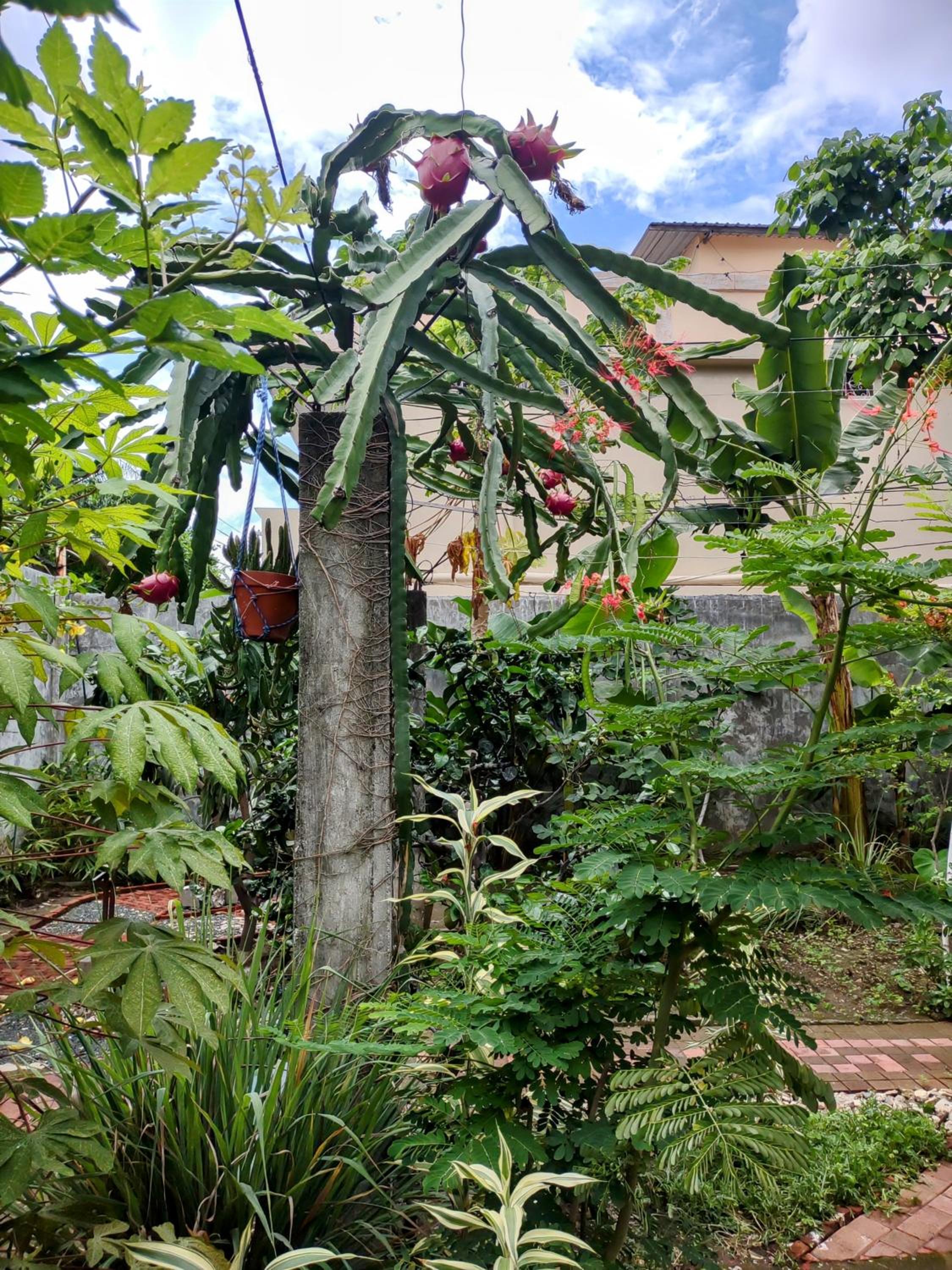 Hostal Macaw
