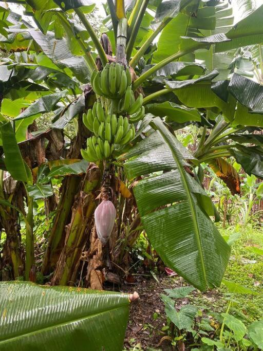 Jardín Del Bosque