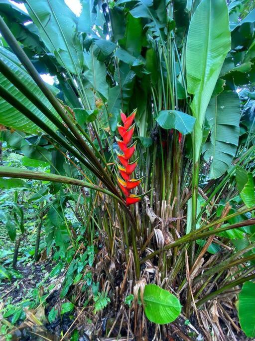 Jardín Del Bosque