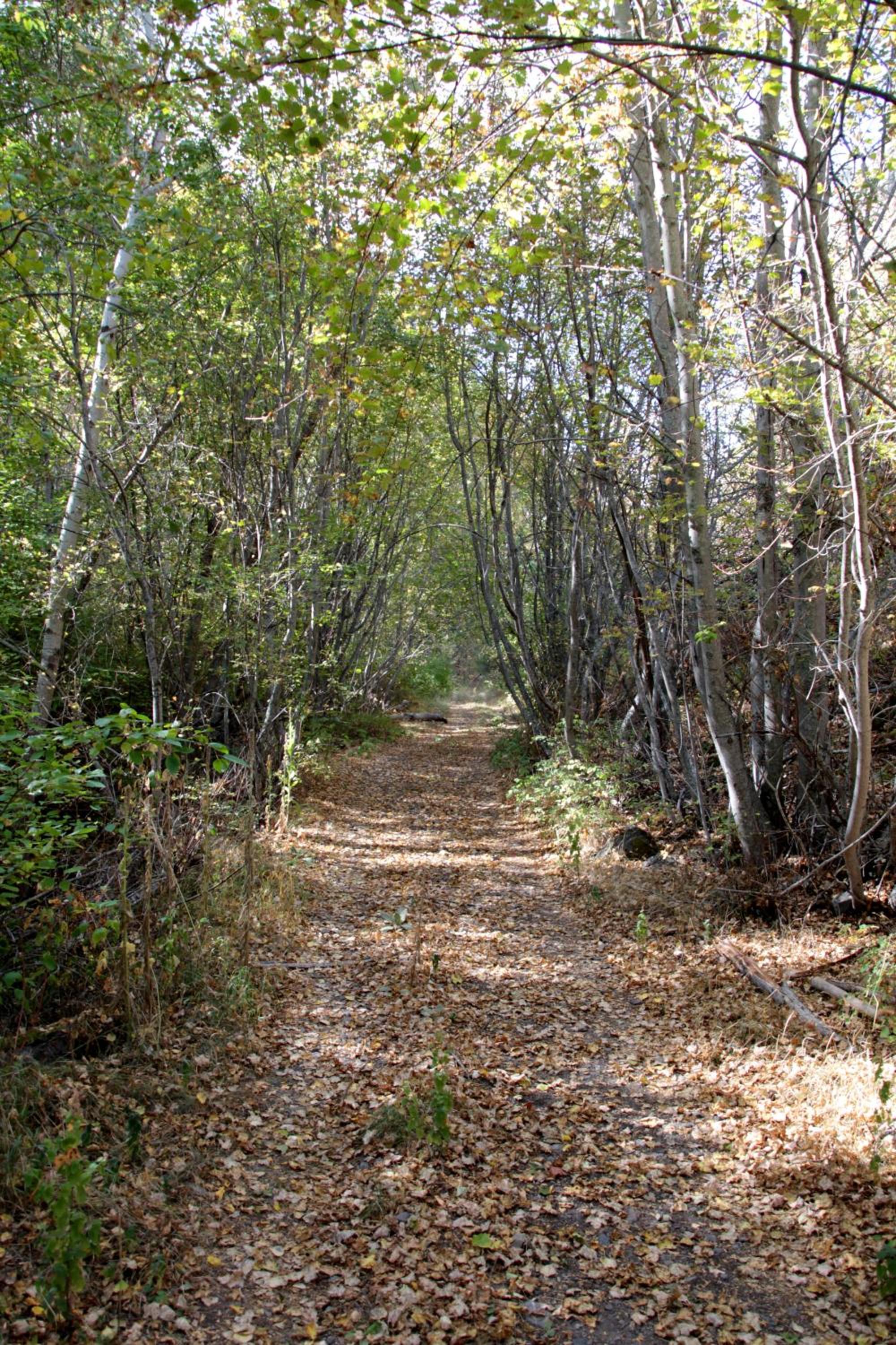 Mountain Springs Nature Retreat