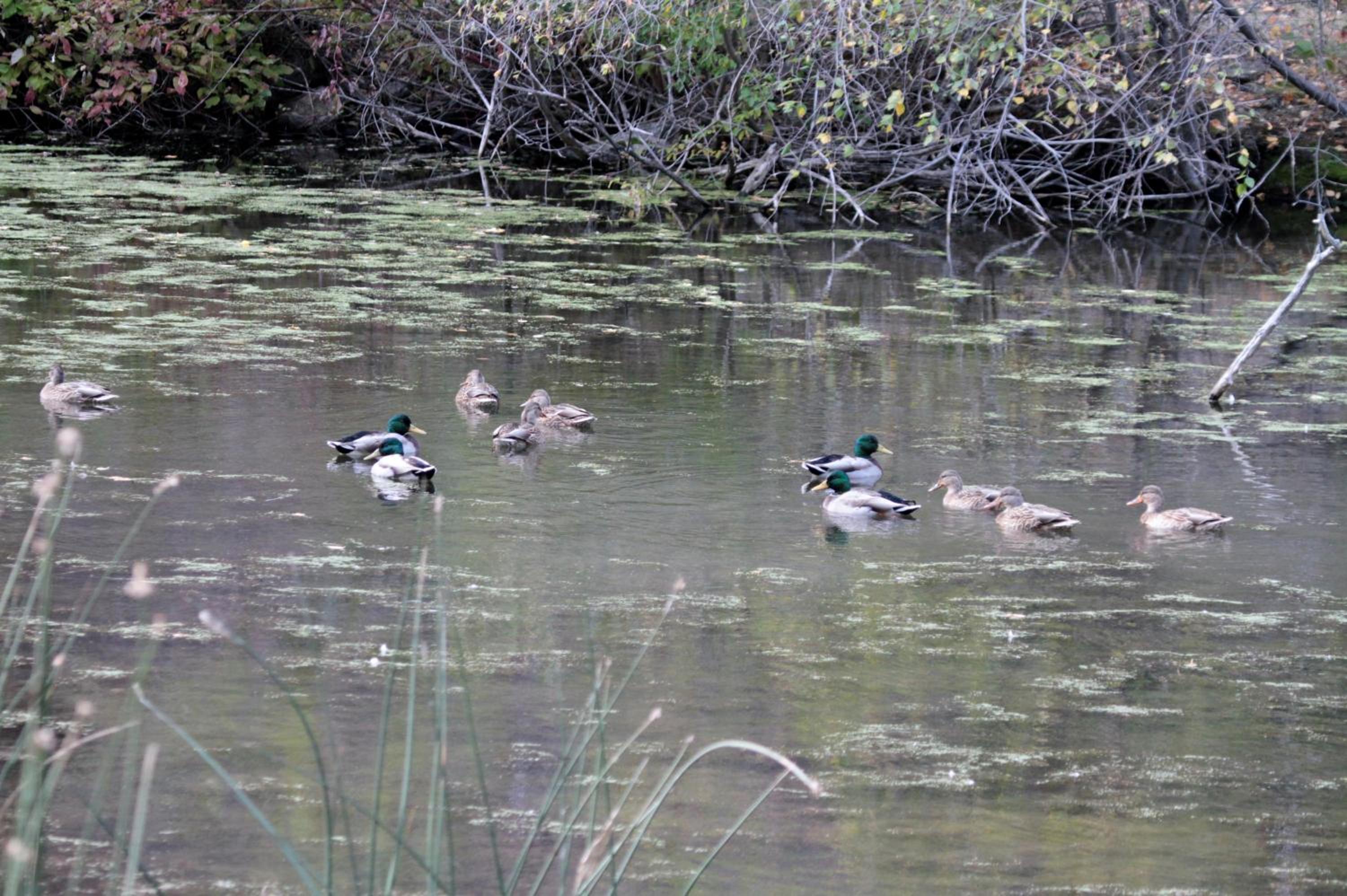 Mountain Springs Nature Retreat