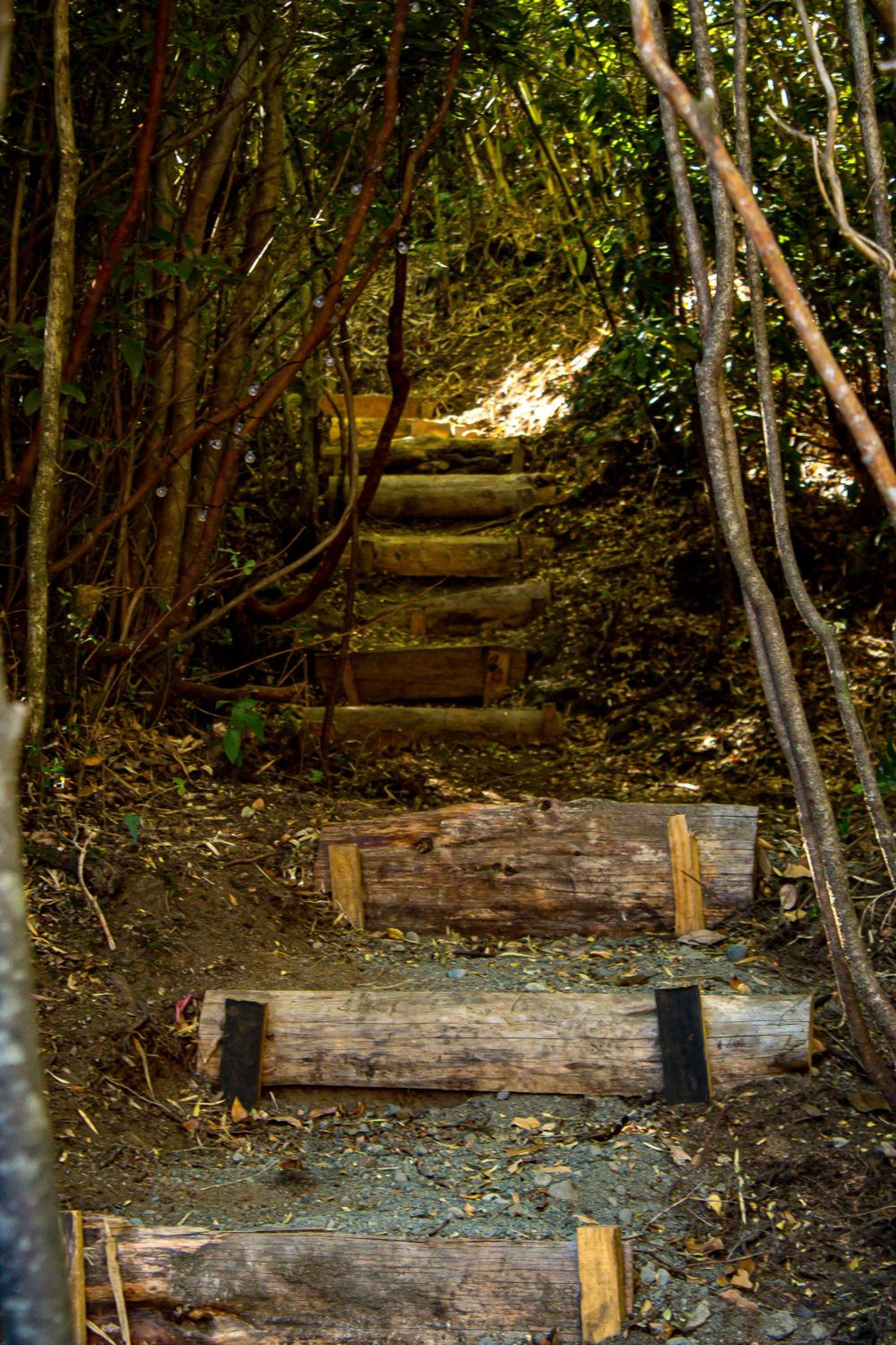 Refugios de bosque en Coñaripe