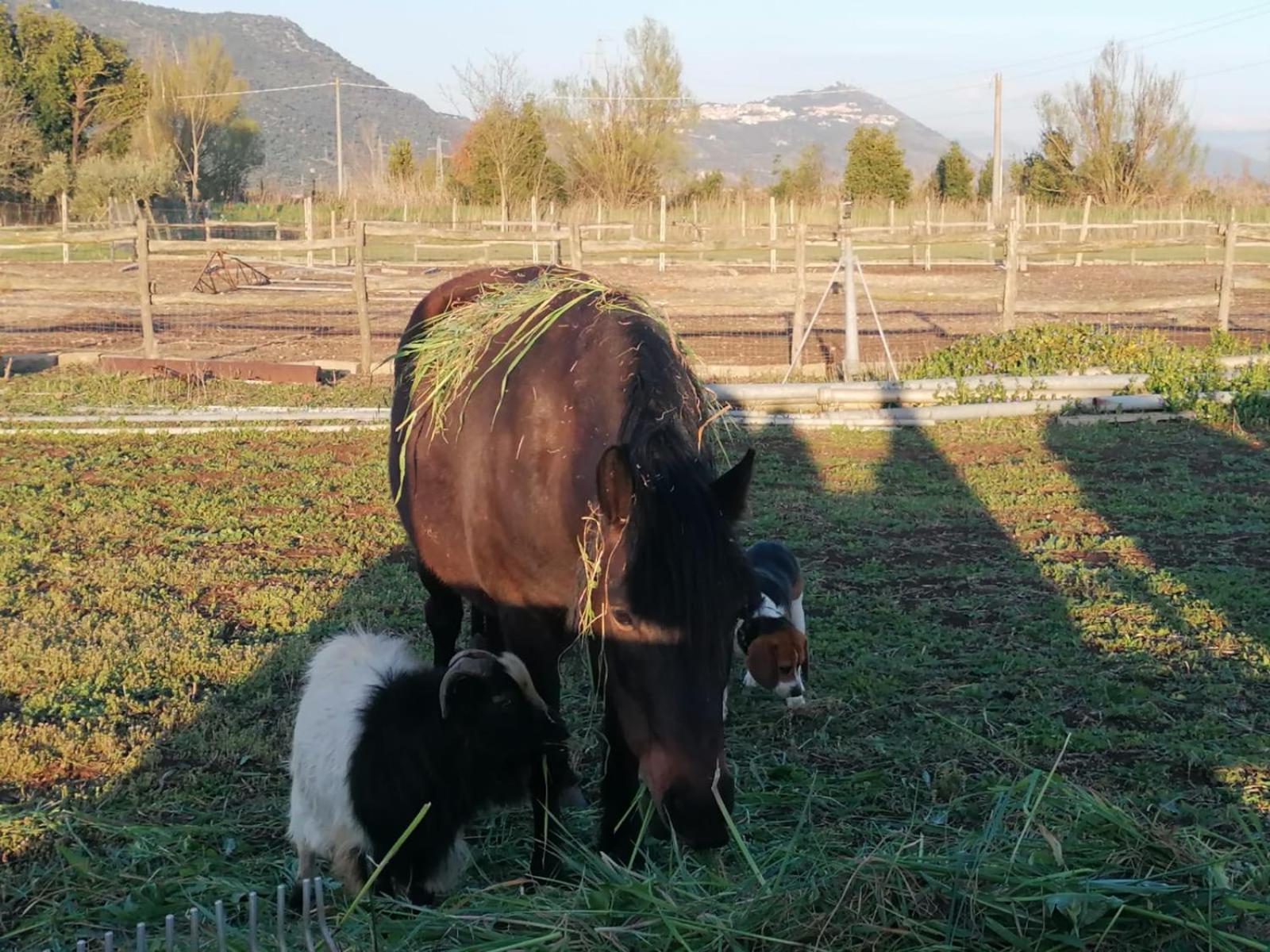 Casale Cavatella