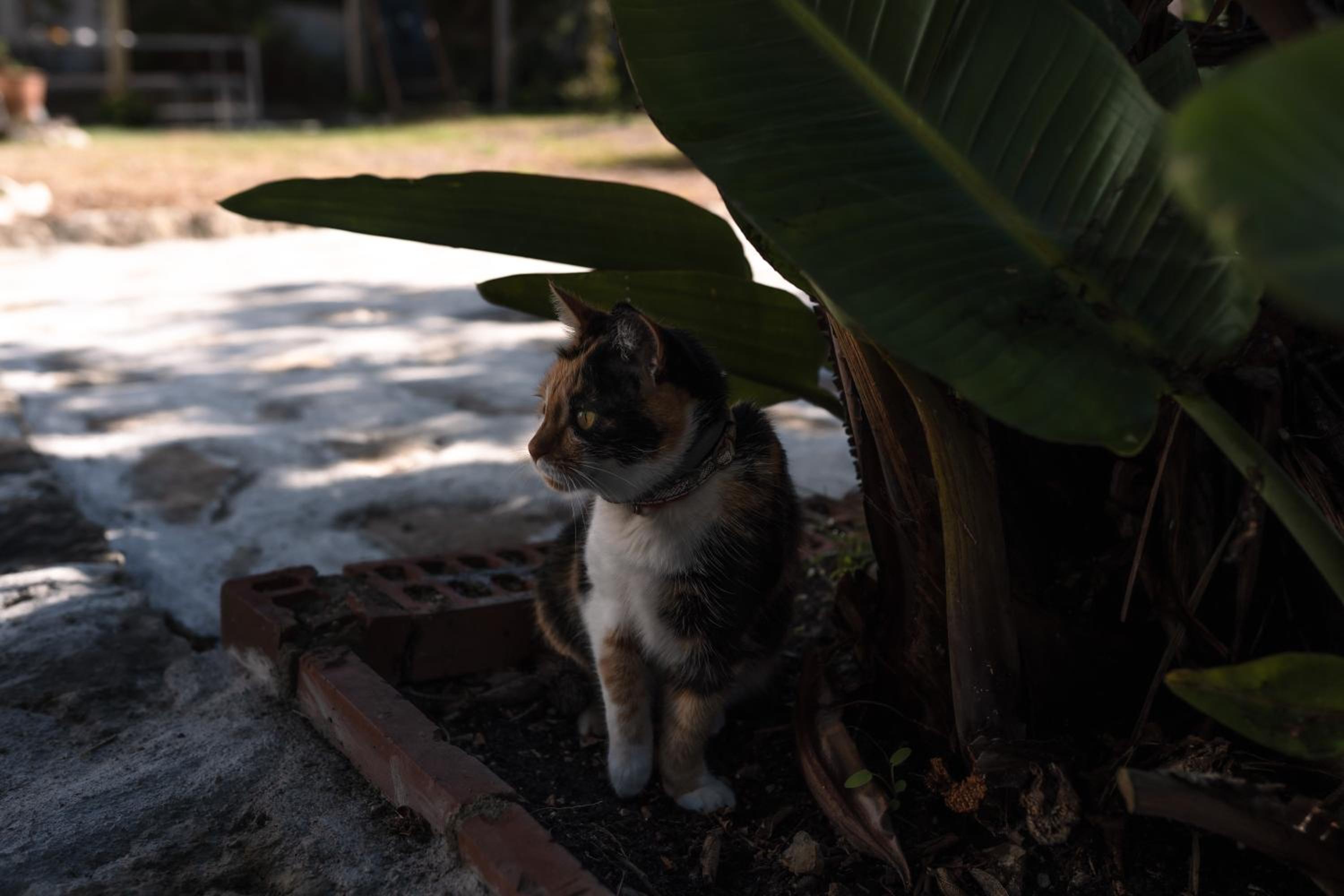Photo 119