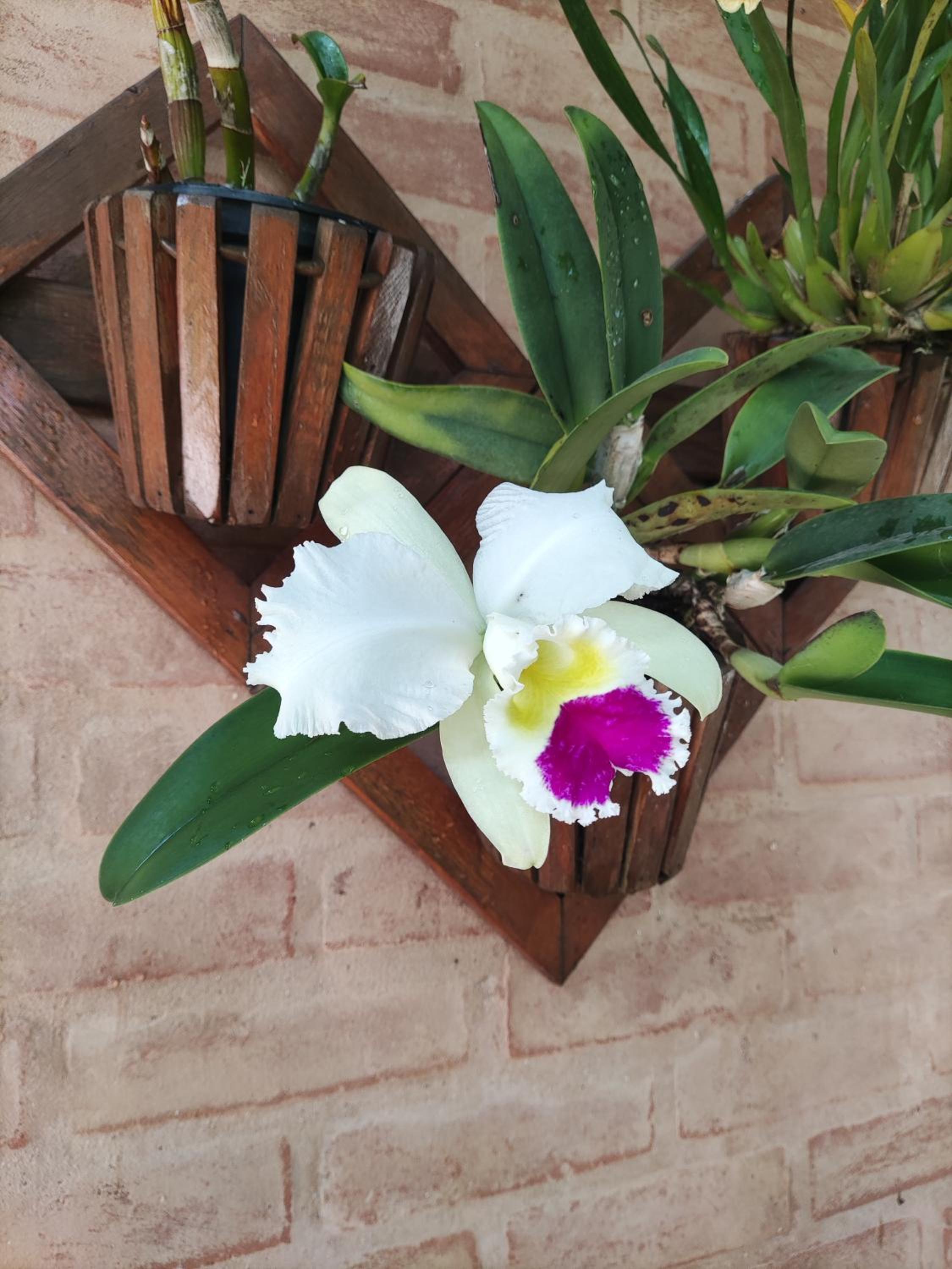 Chalé Alecrin, lançamento em conforto e estilo!