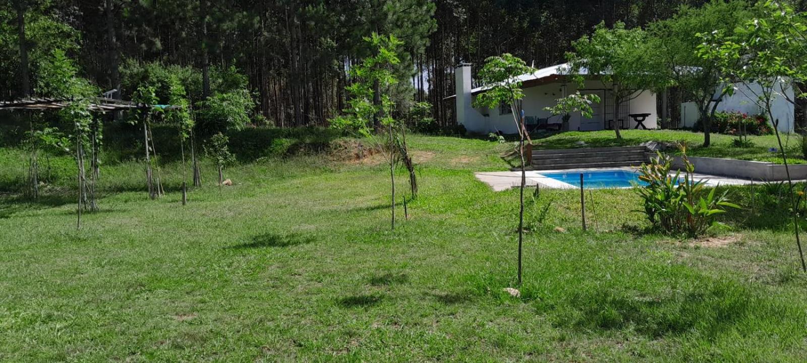 Los Agapantos