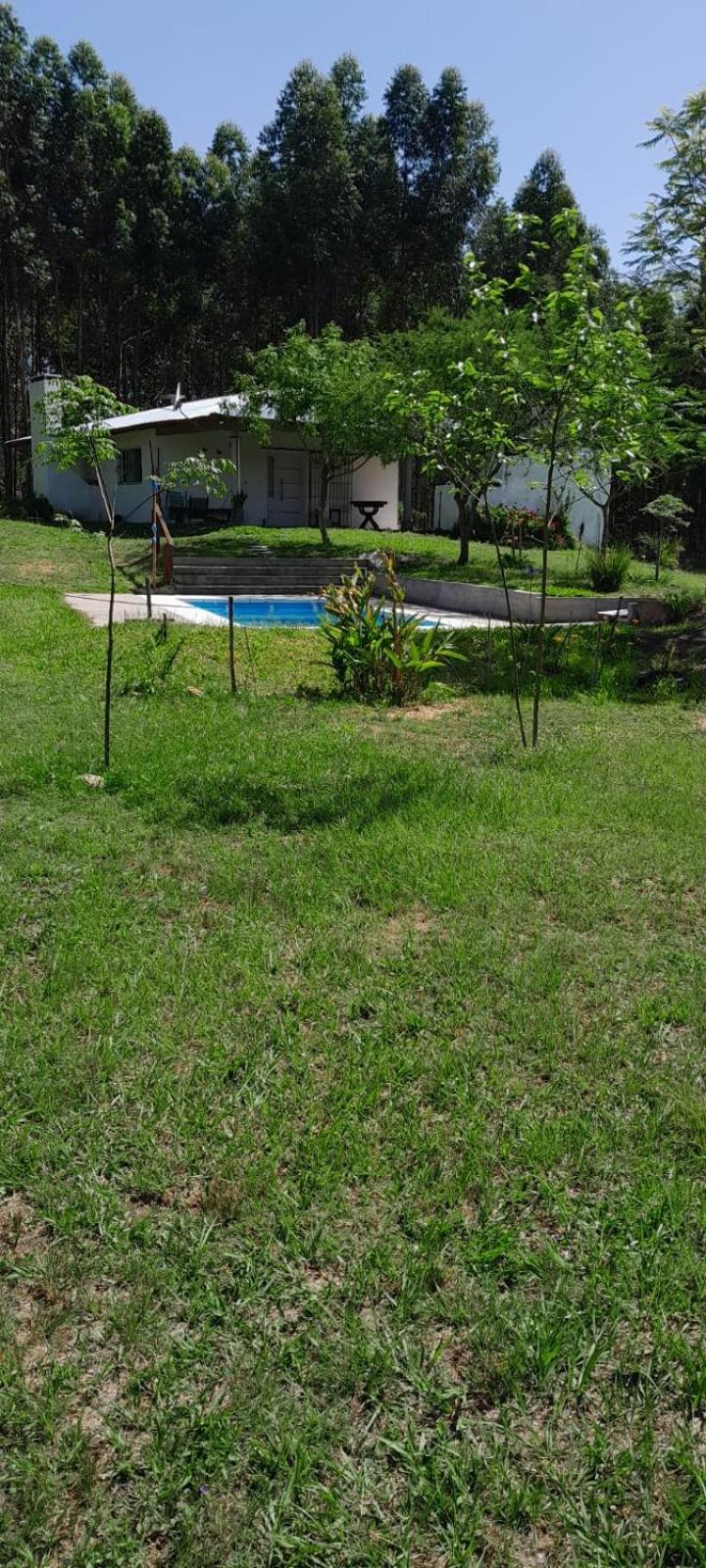 Los Agapantos