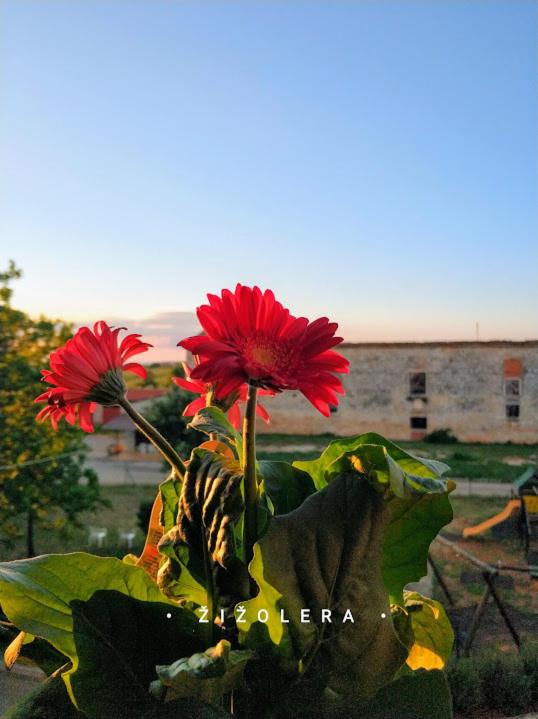 Stancija Červar