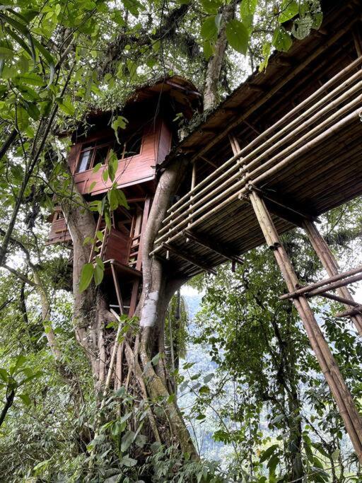 Casa del árbol - laVerde HABITAT view 4