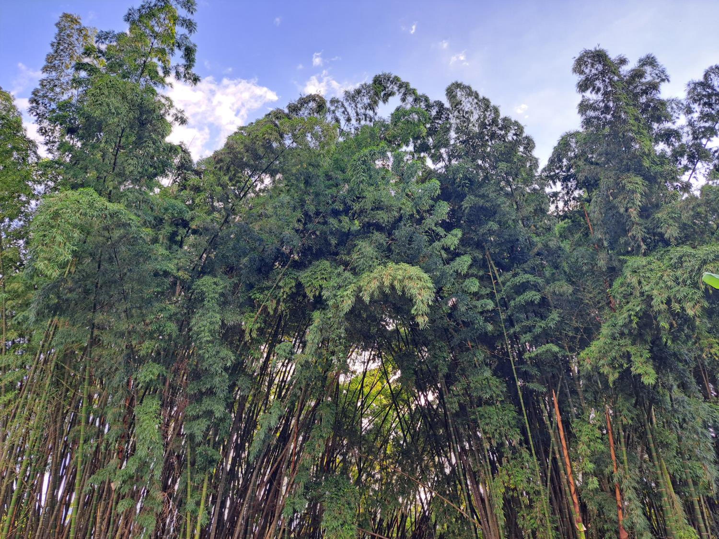Finca La Primavera
