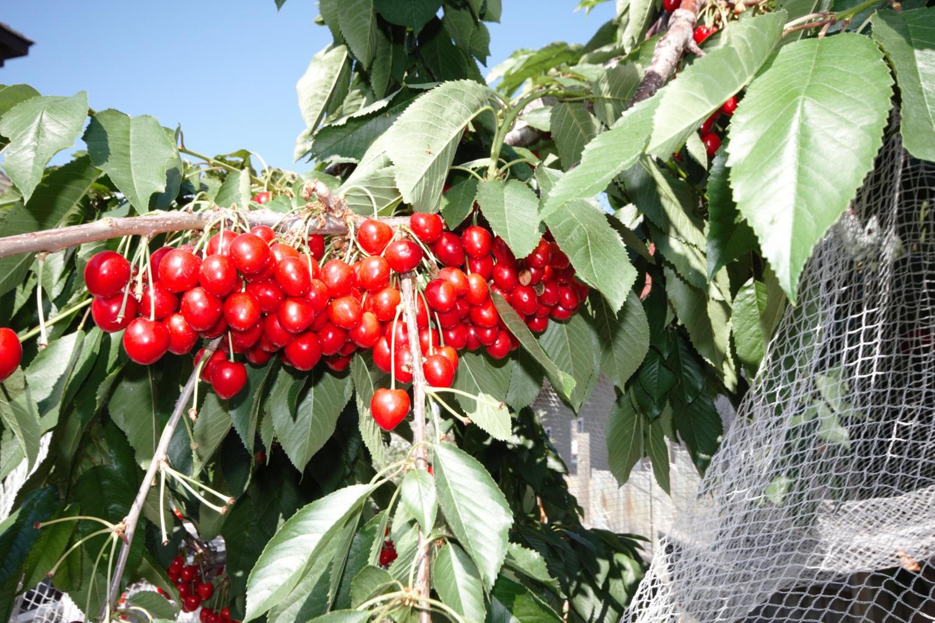 Apple Tree Inn