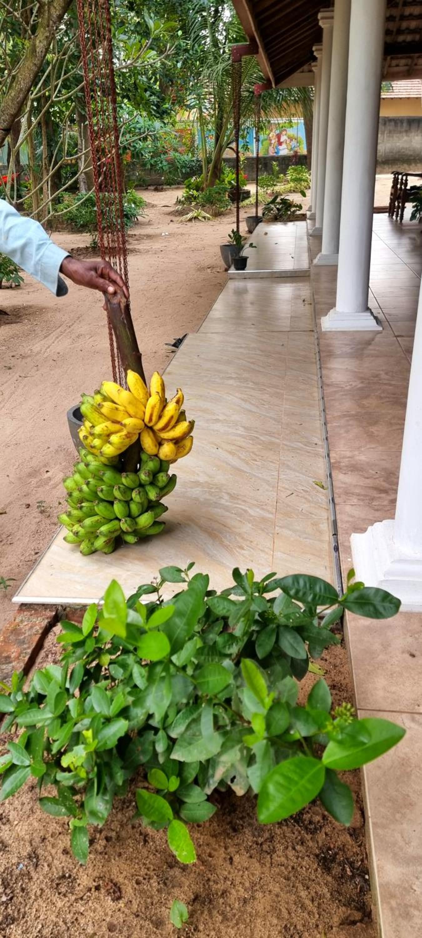 Nature love Negombo