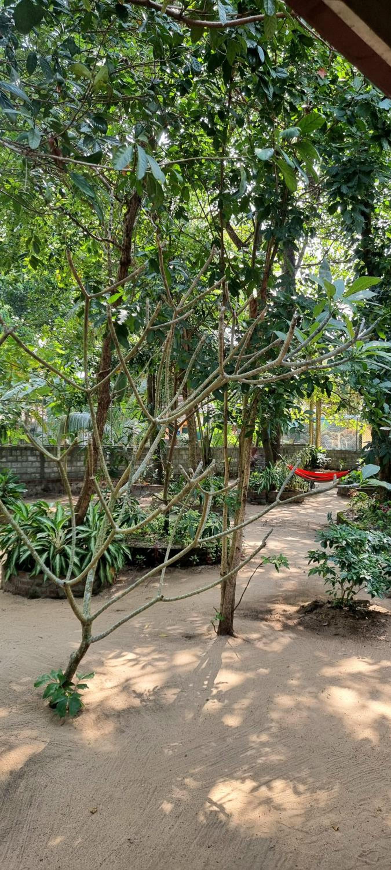Nature love Negombo