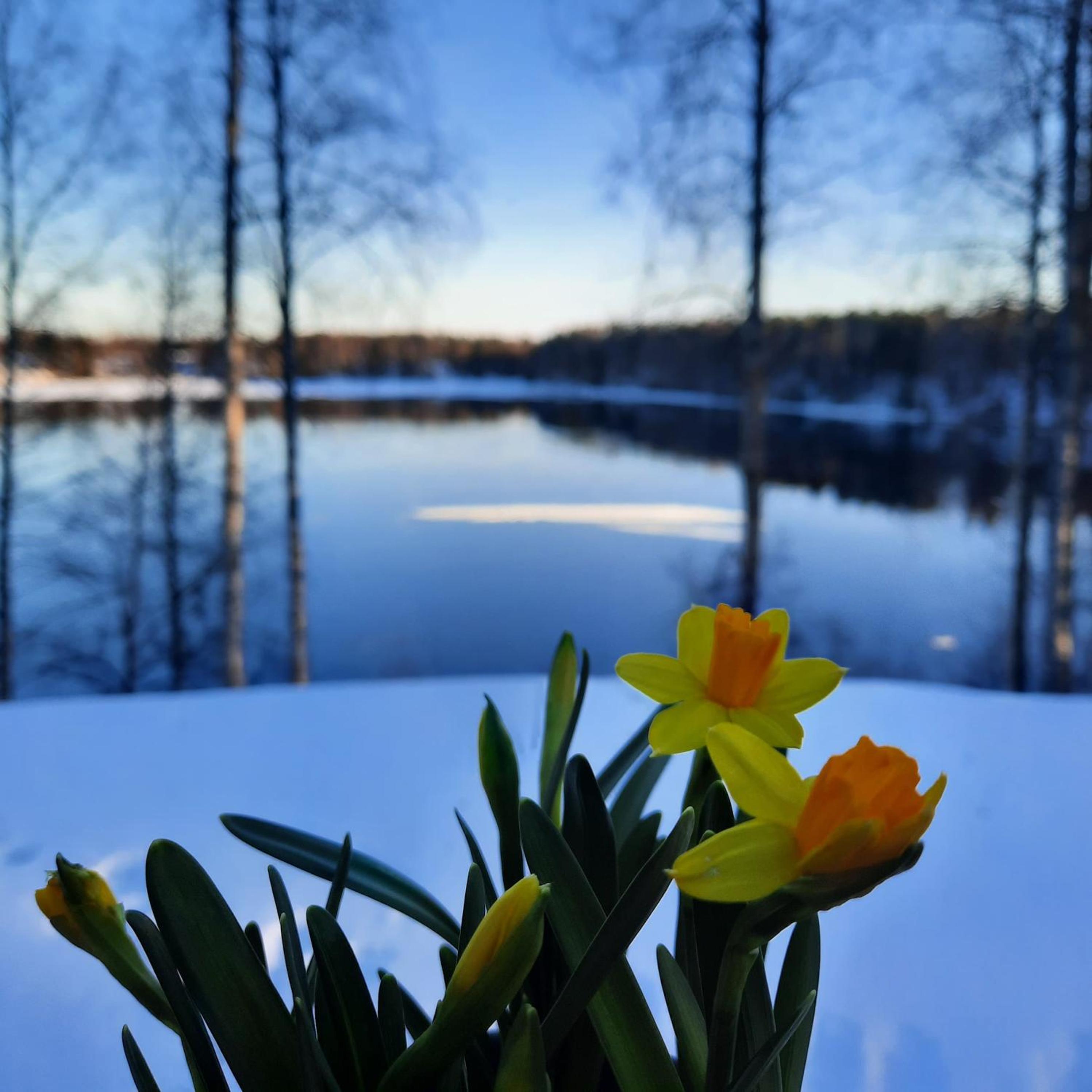 Oulujoen Onni