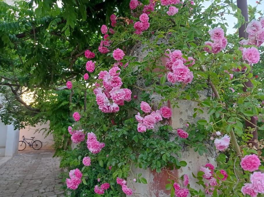 Photo 44