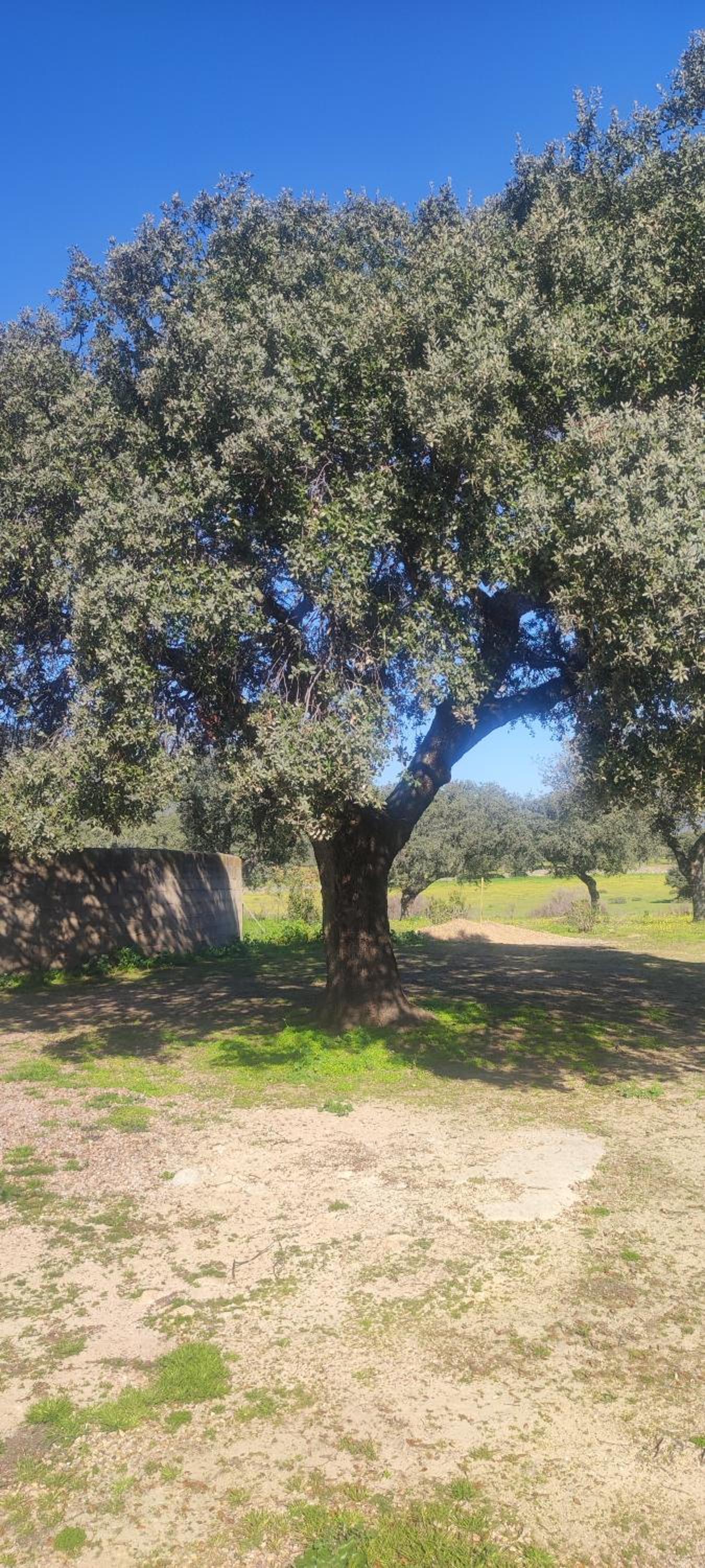 Finca Las Gamitas