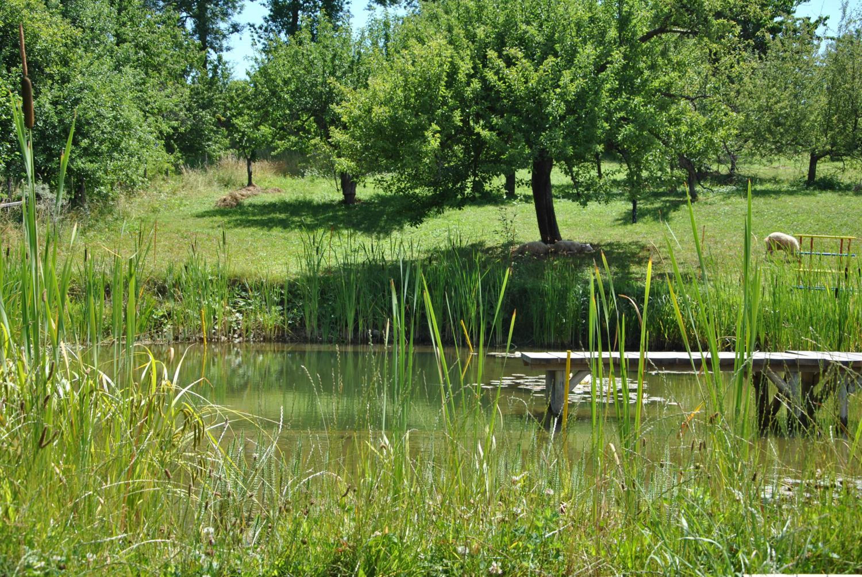 Photo 42