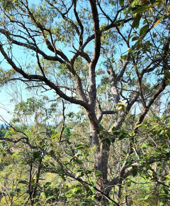 The Black Cockatoo - Secret Garden Treetops Home