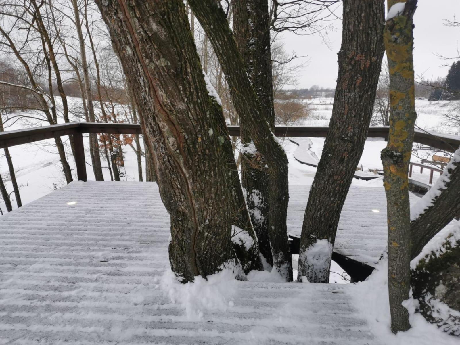 Ąžuolas