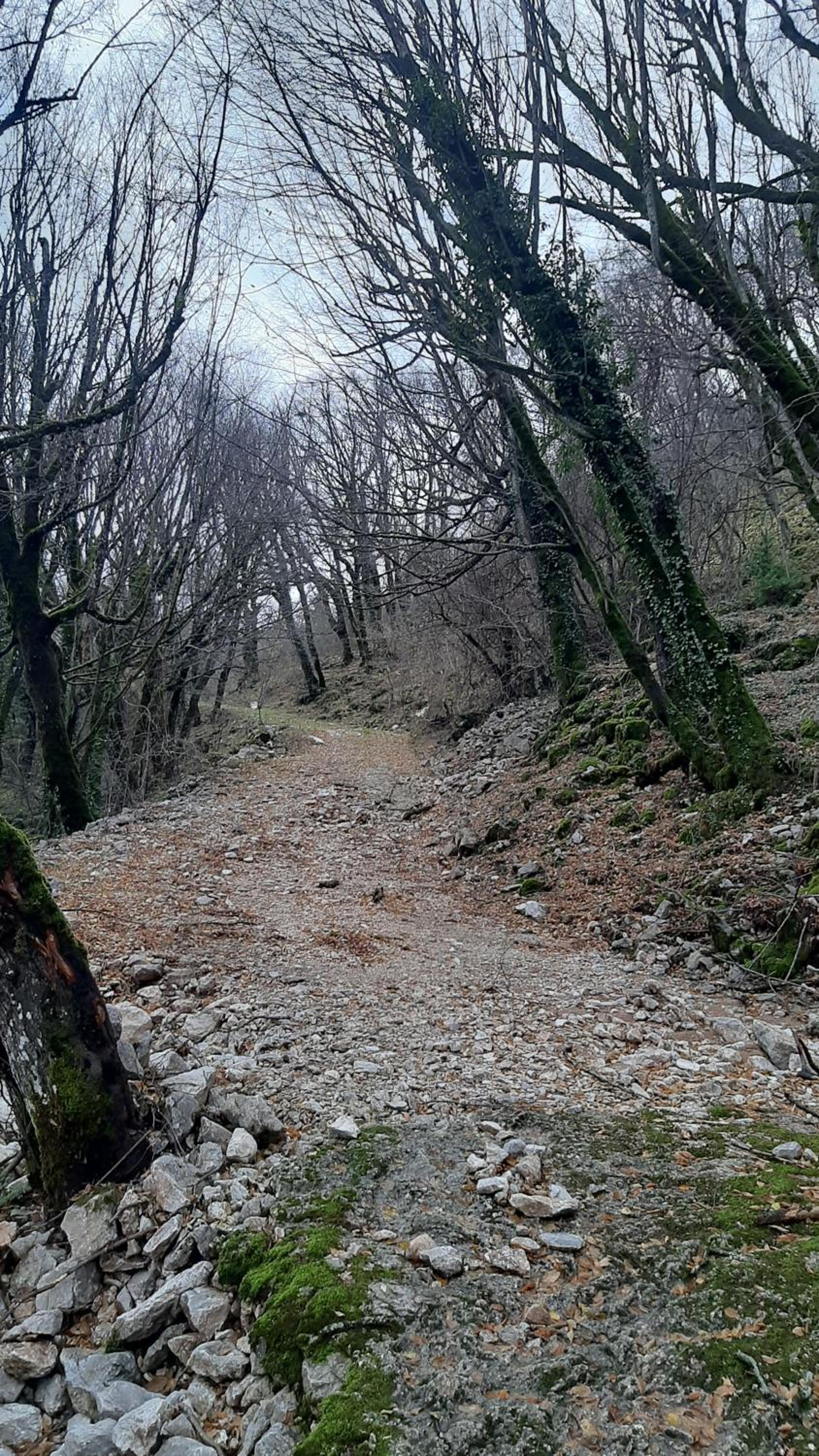 Kria Vrisi
