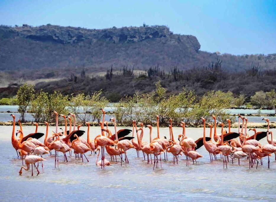 NewVilla-Coral Estate-WalktoBeach-Private Pool-up to 16 Guests SeaView