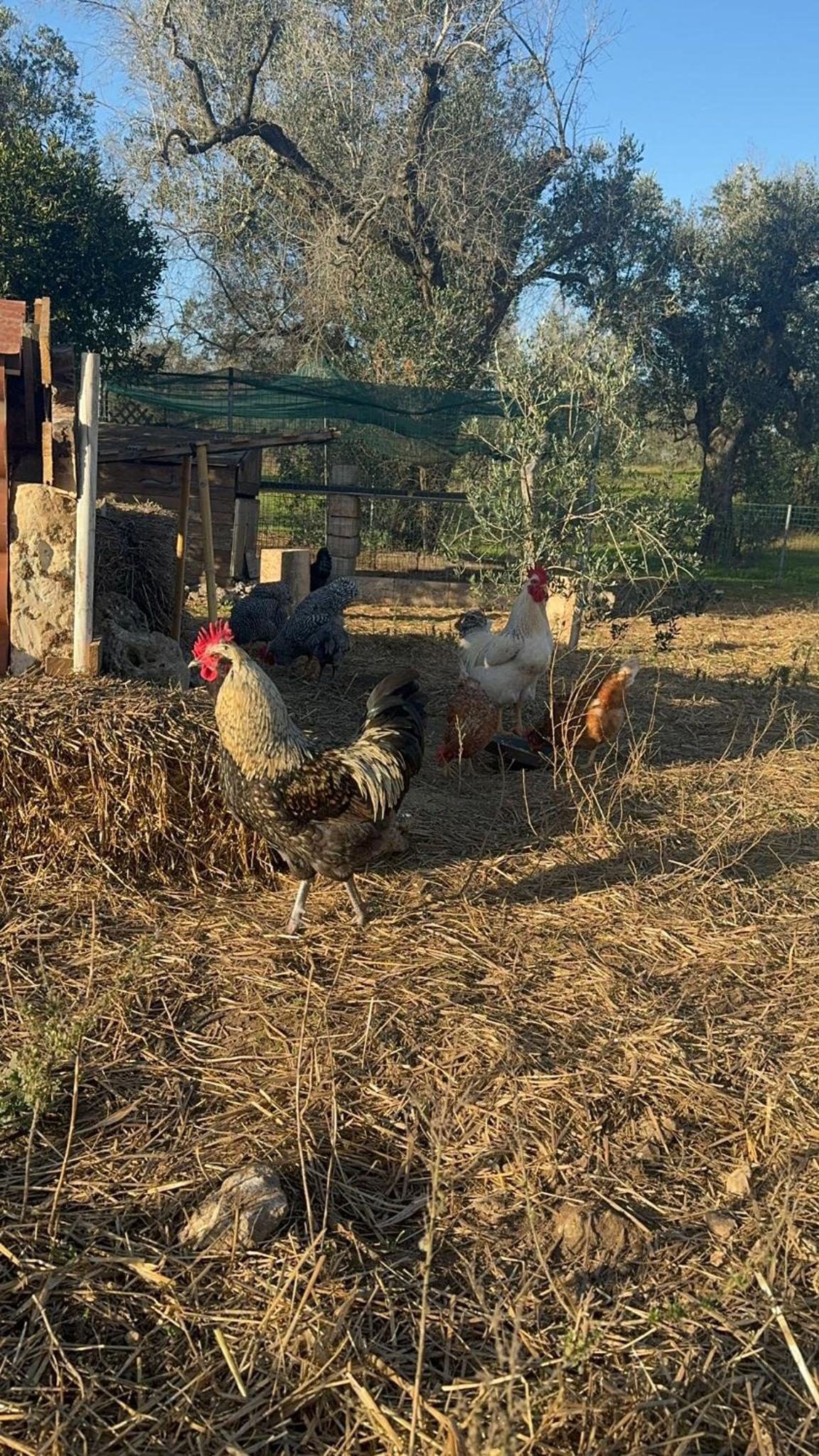 Agriturismo Tenuta Calitre