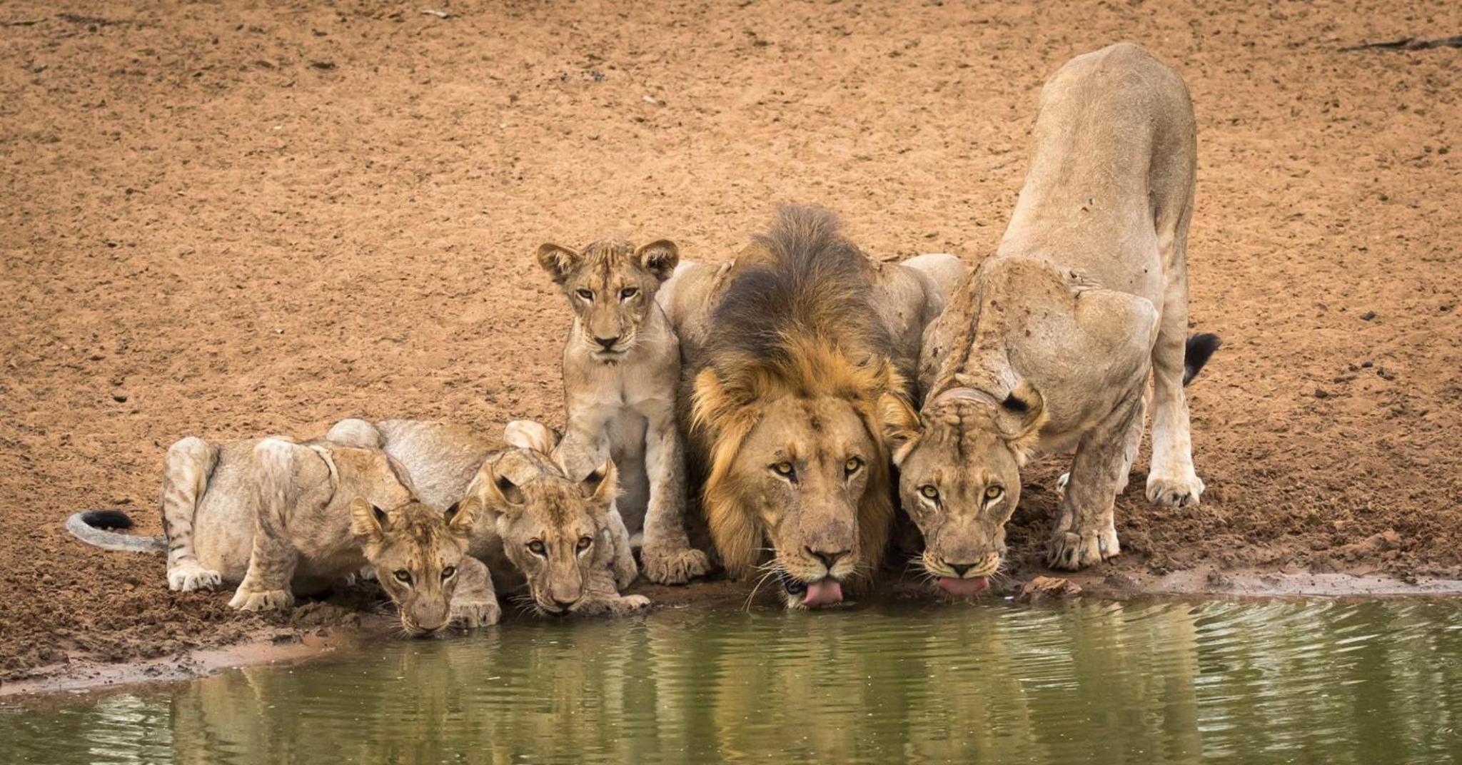 Leopard Corner Lodge