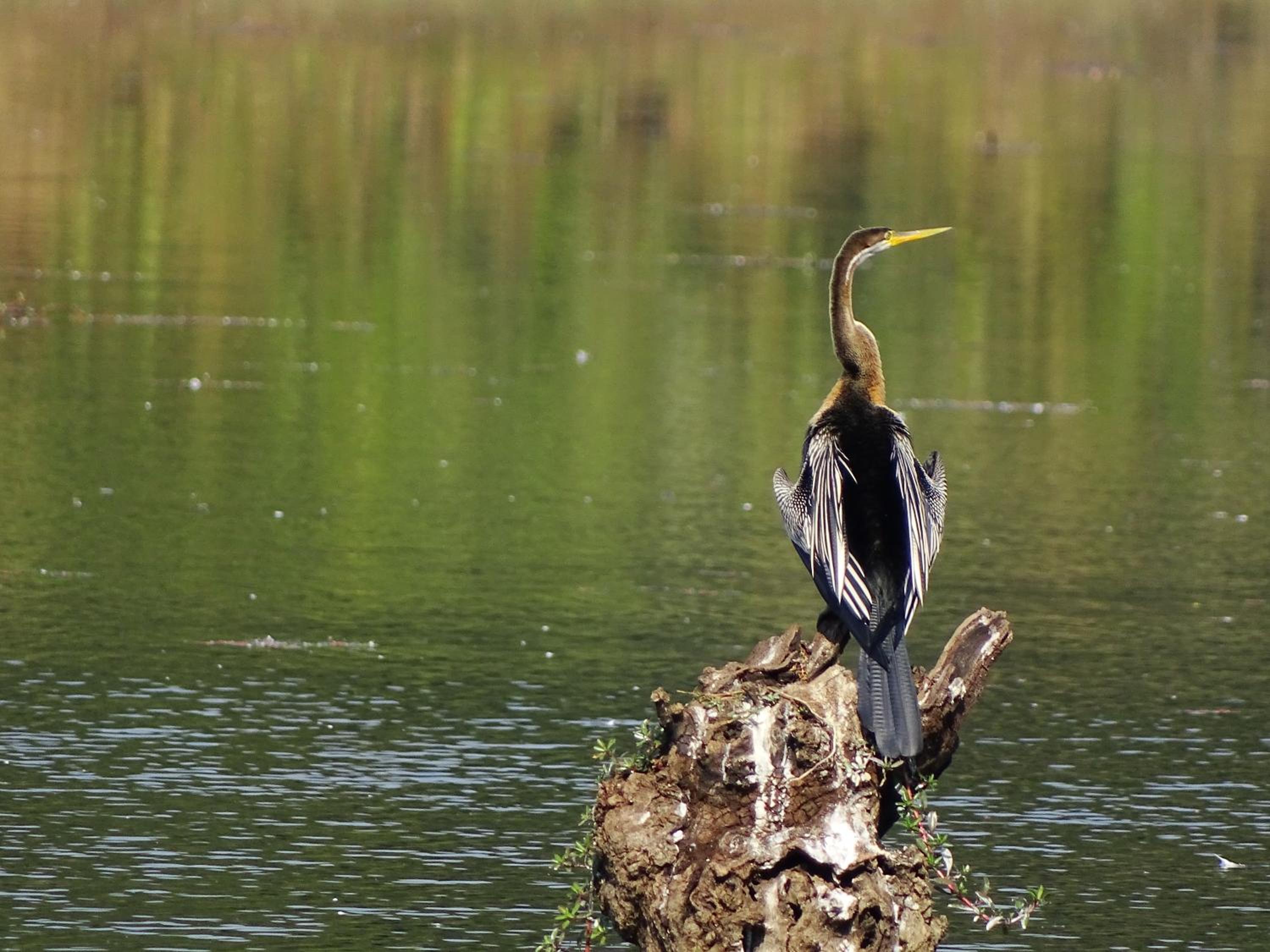 Kasara Chitwan