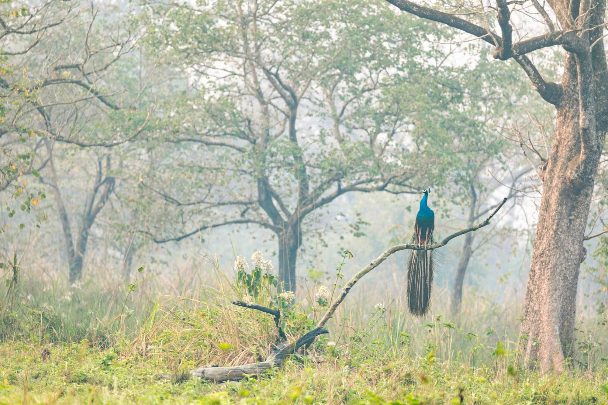 Kasara Chitwan
