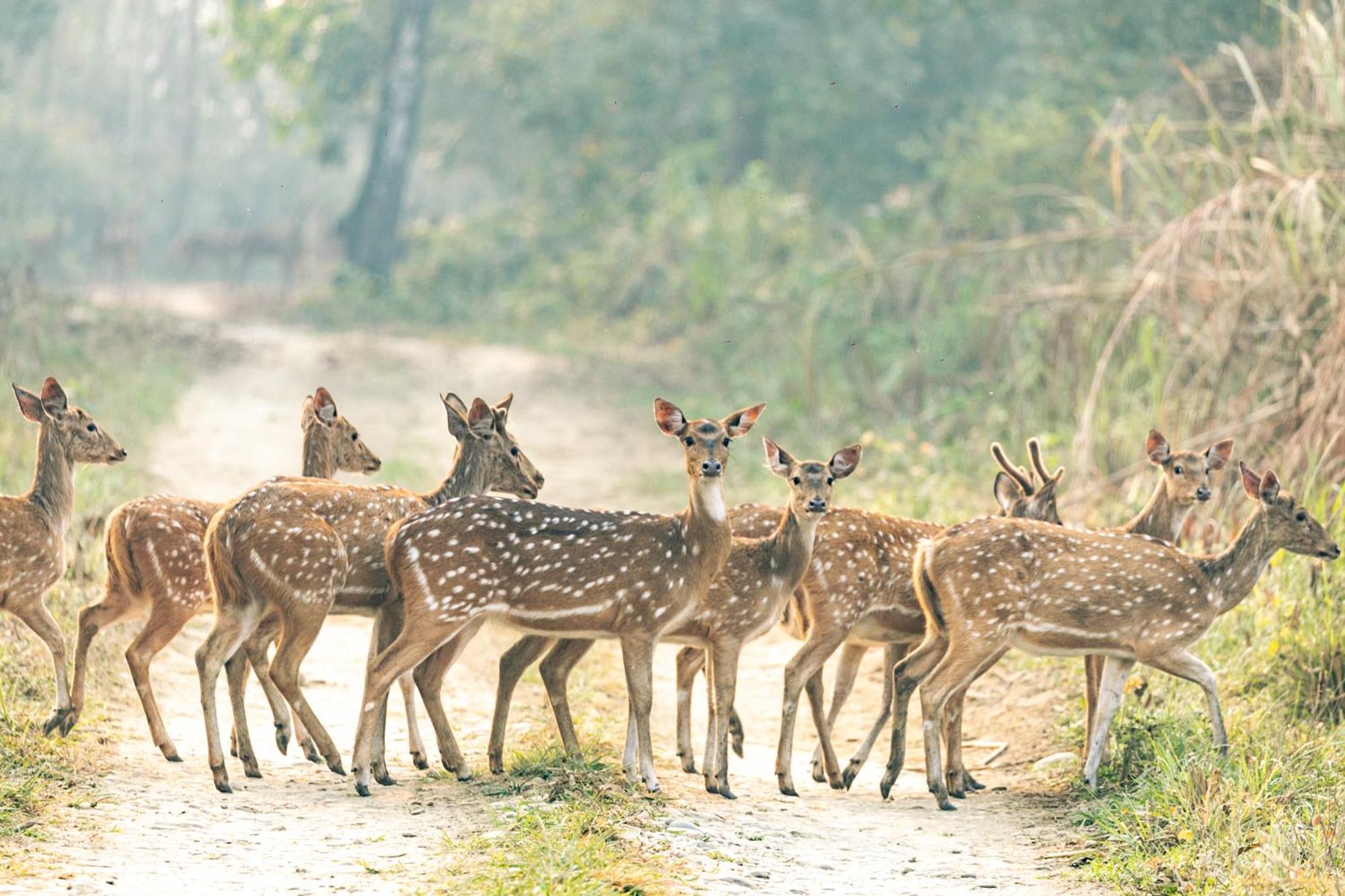 Kasara Chitwan