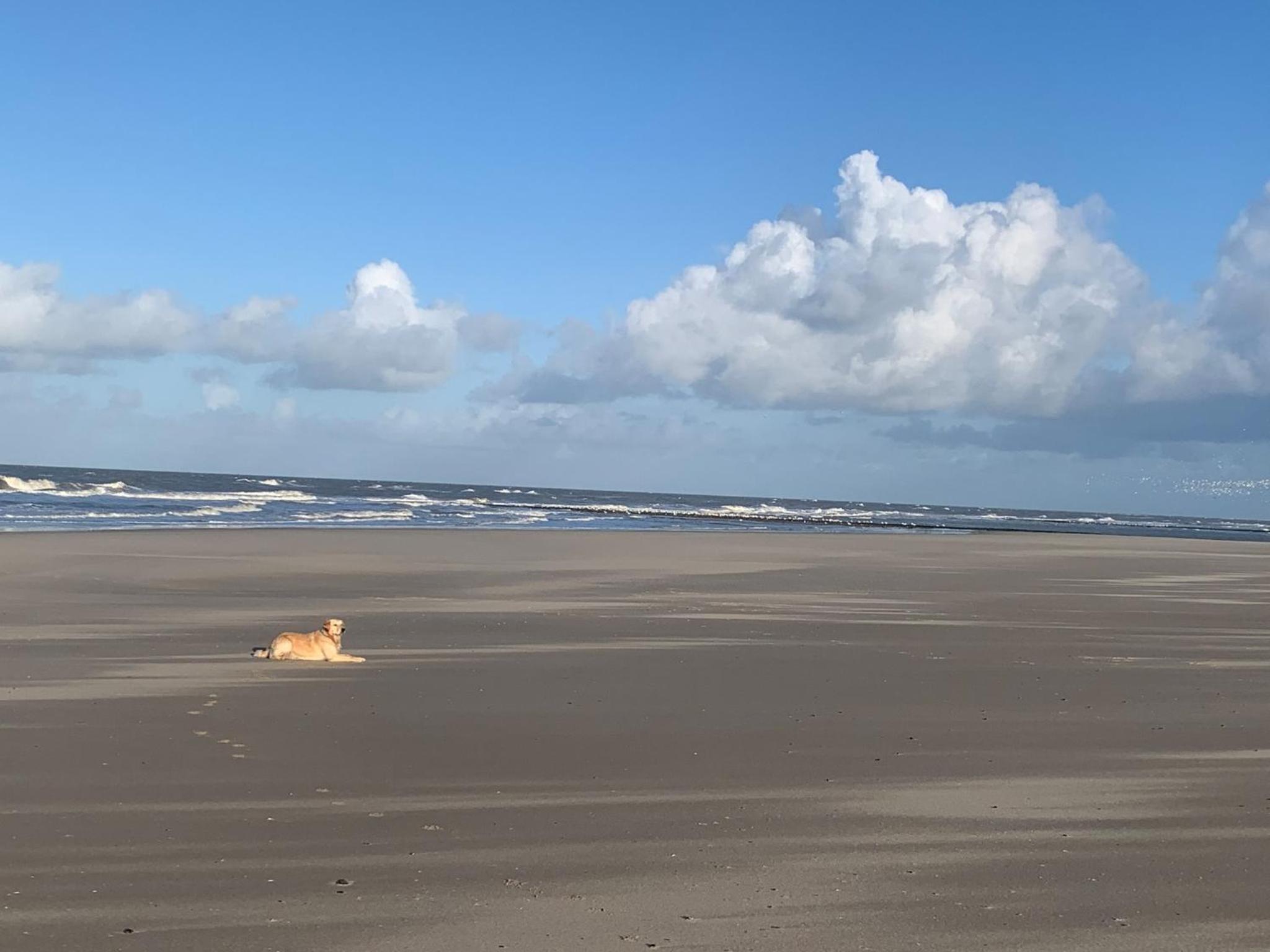 Neues Ferienhaus Chalet Nr73 zweite Reihe direkt am Wattenmeer, komplett eingezäunt