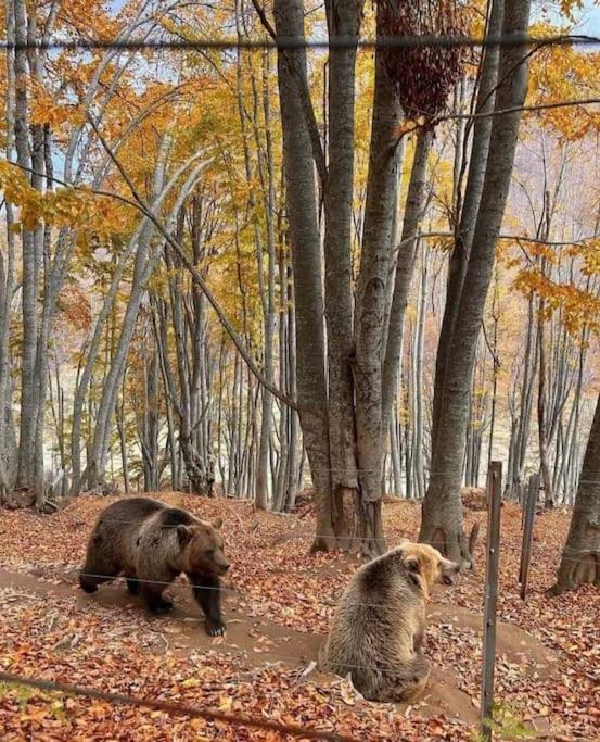 Anneta s StudioBear s Path